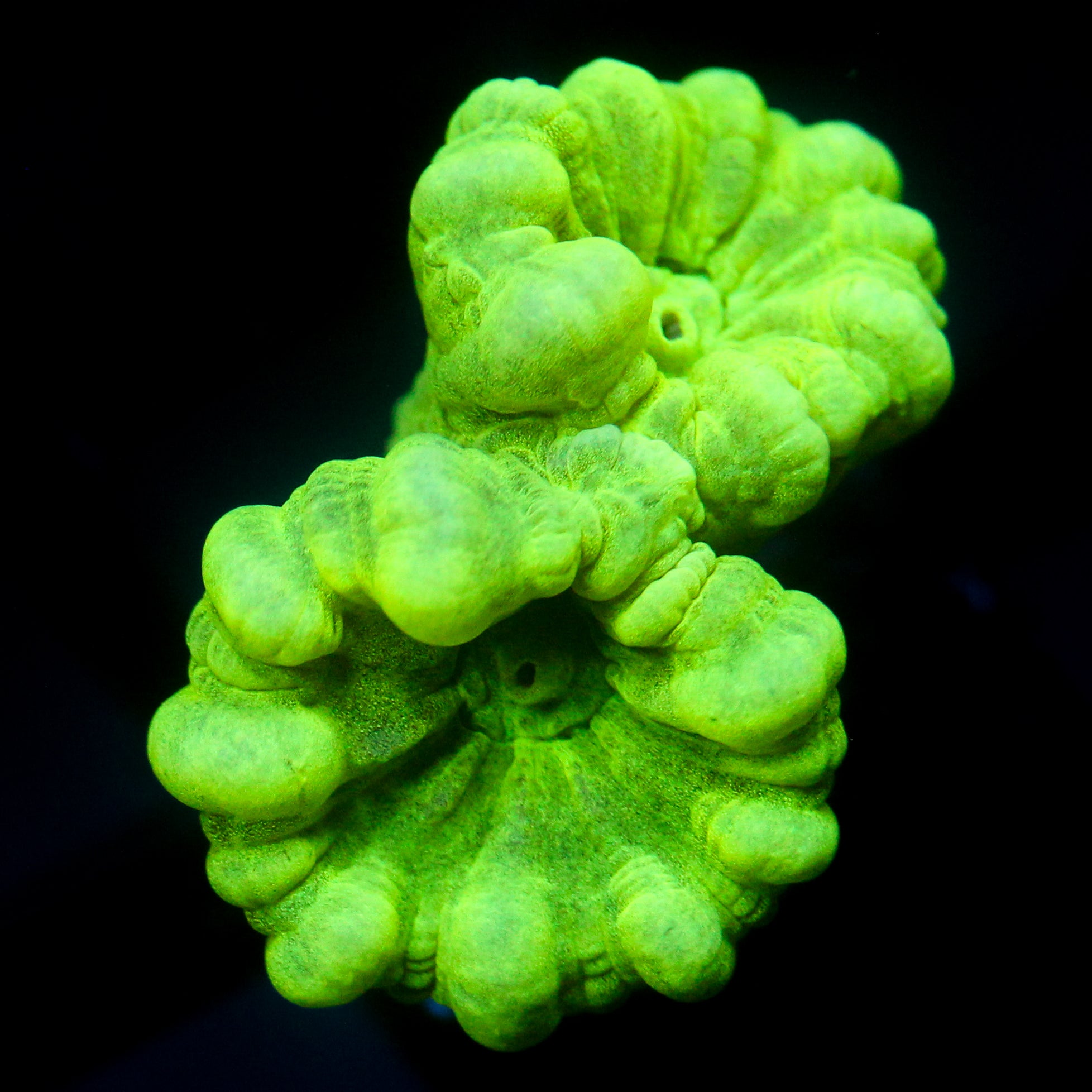 JC Neon Trumpet Coral