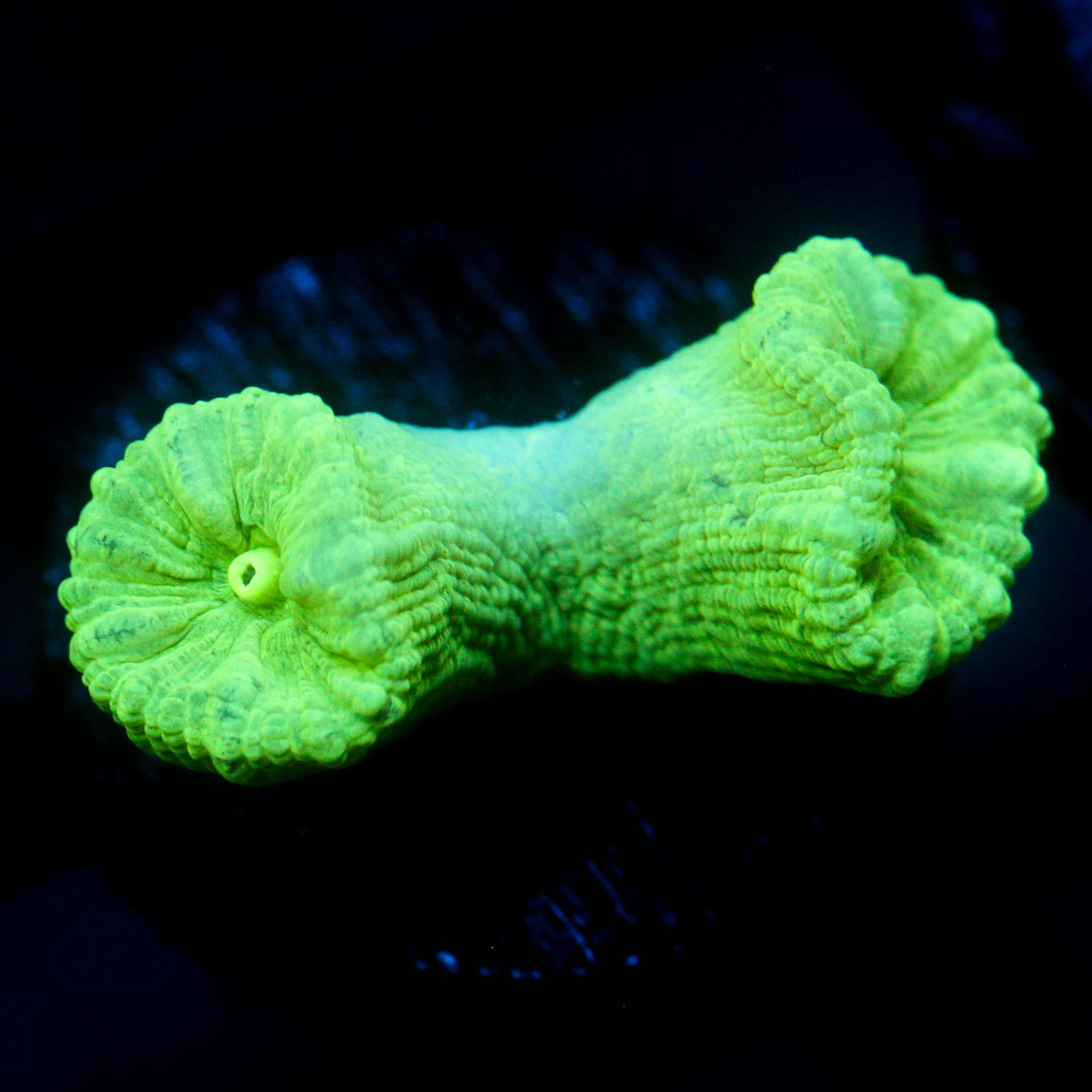 JC Neon Trumpet Coral
