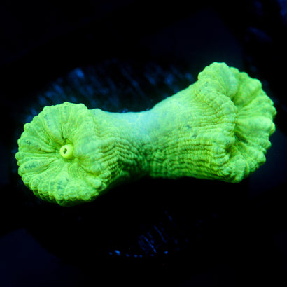 JC Neon Trumpet Coral