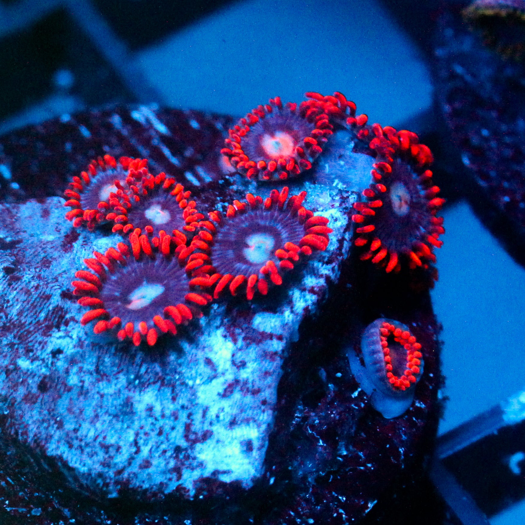 JC Edge of Reality Zoanthid