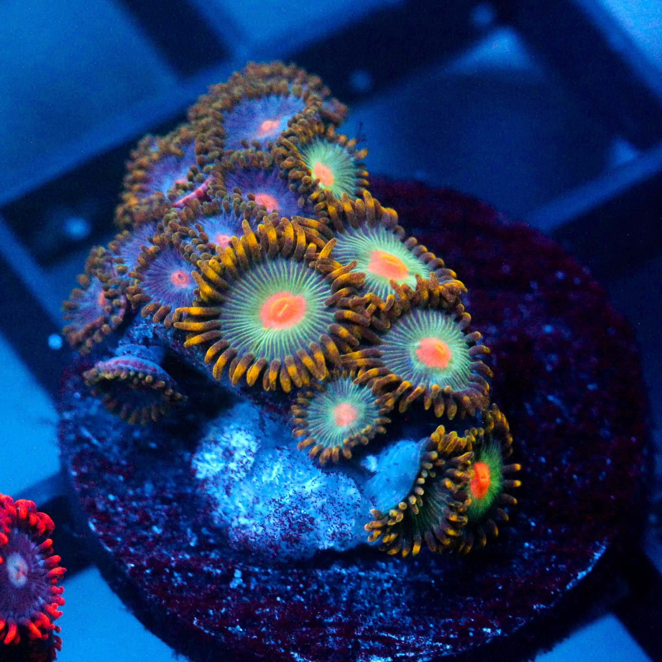 JC Saturn Zoanthid