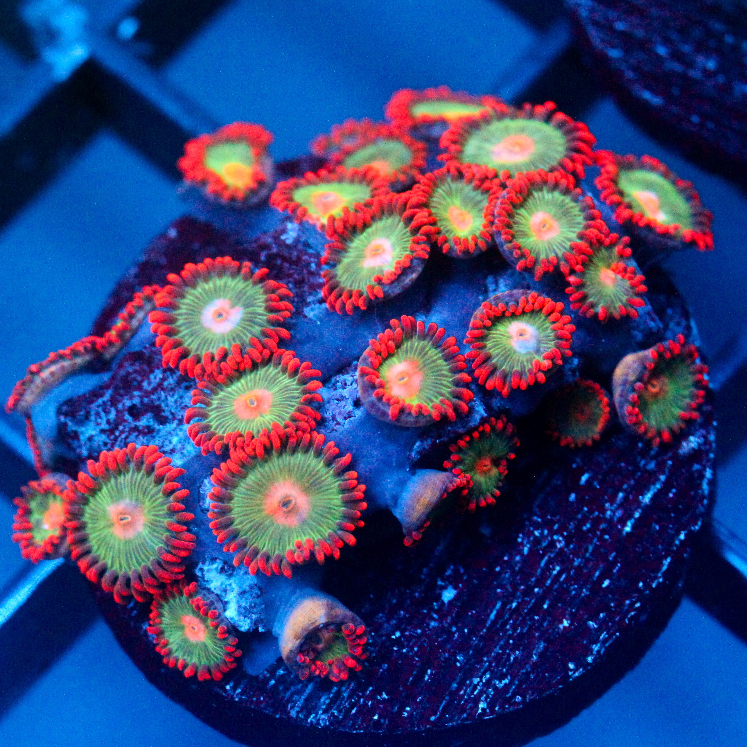 JC Gatorade Zoanthids
