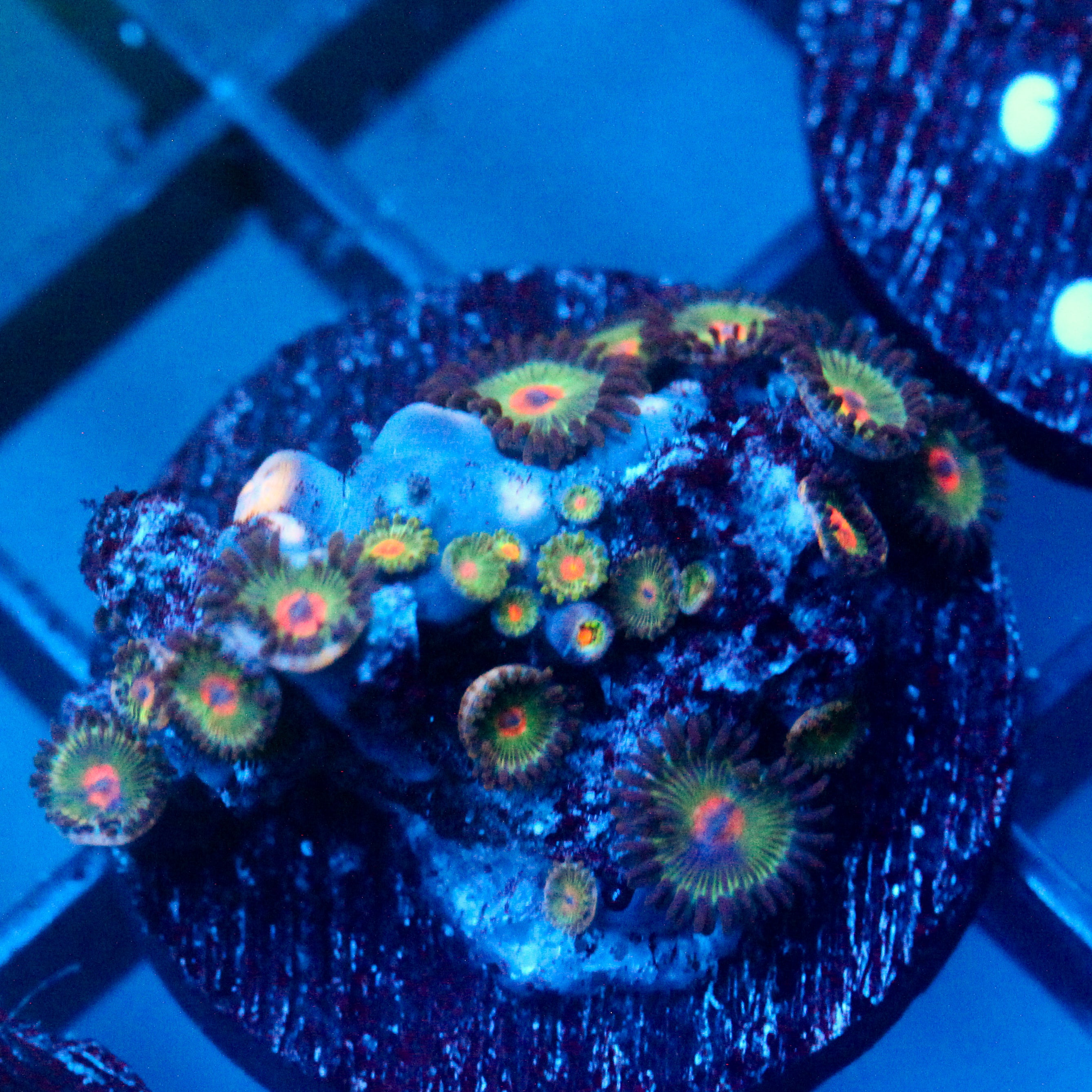 JC Alien Blood Zoanthid