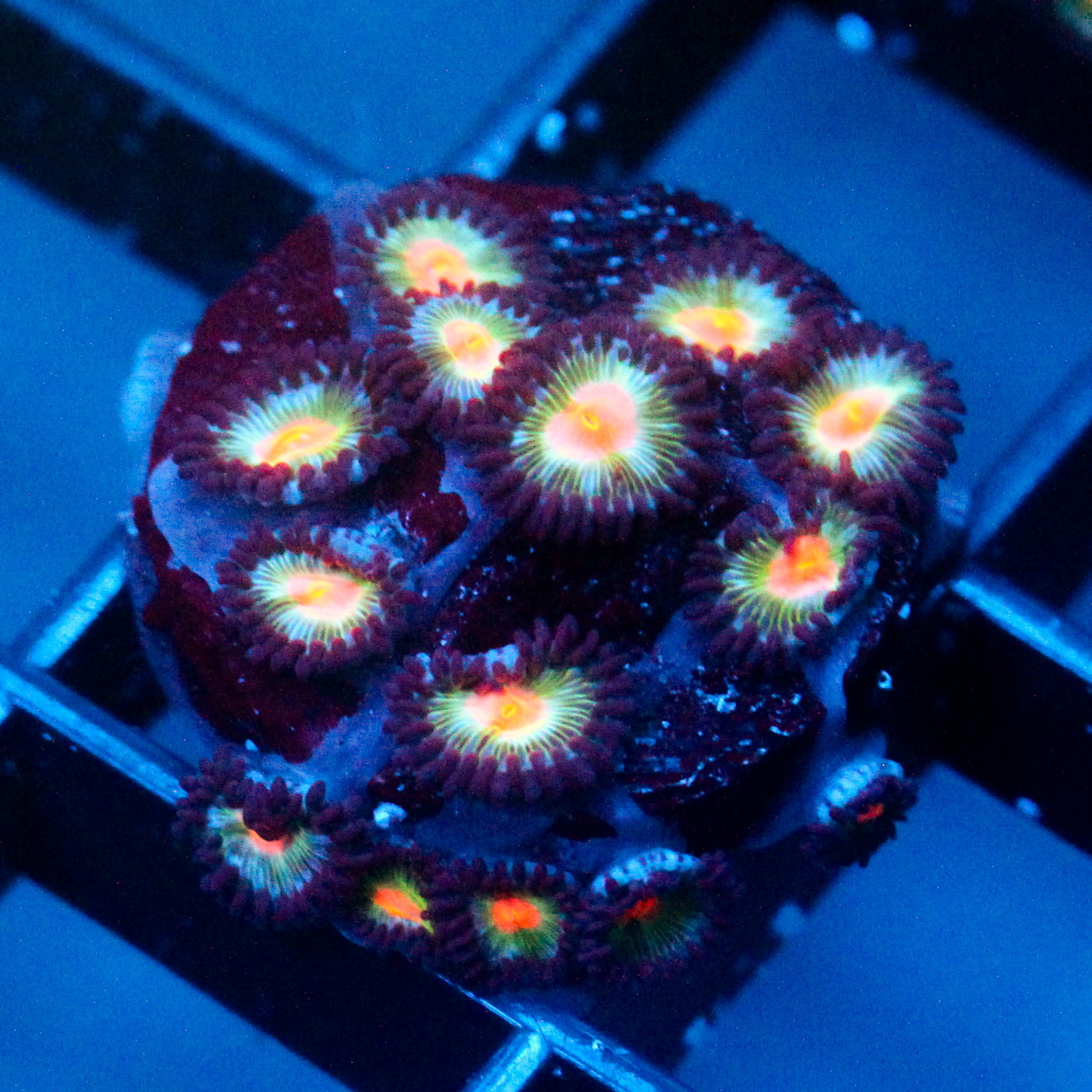 JC Blue Raven Zoanthid