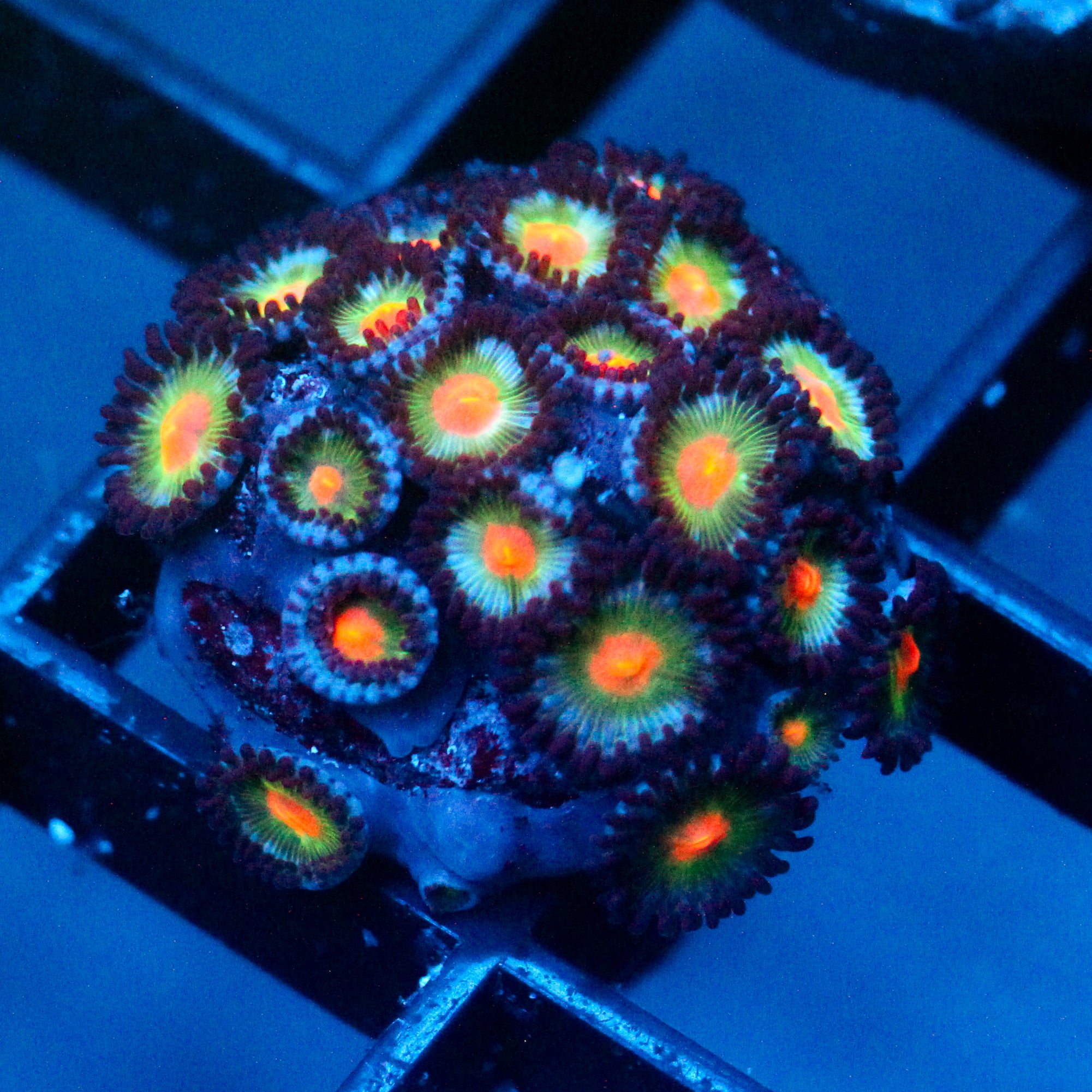 JC Blue Raven Zoanthid