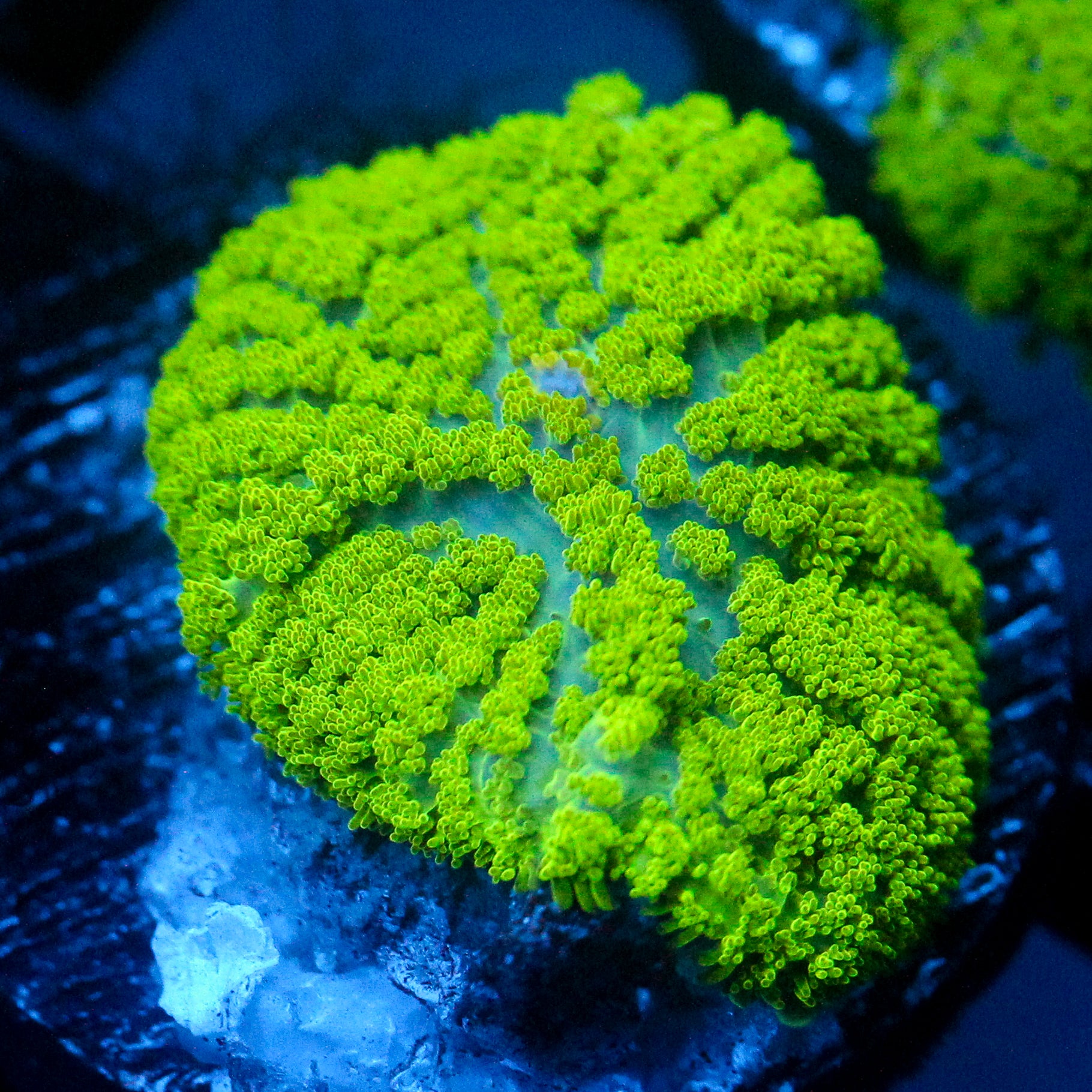 JC Neon Green Rhodactis