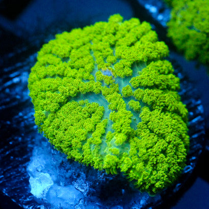 JC Neon Green Rhodactis