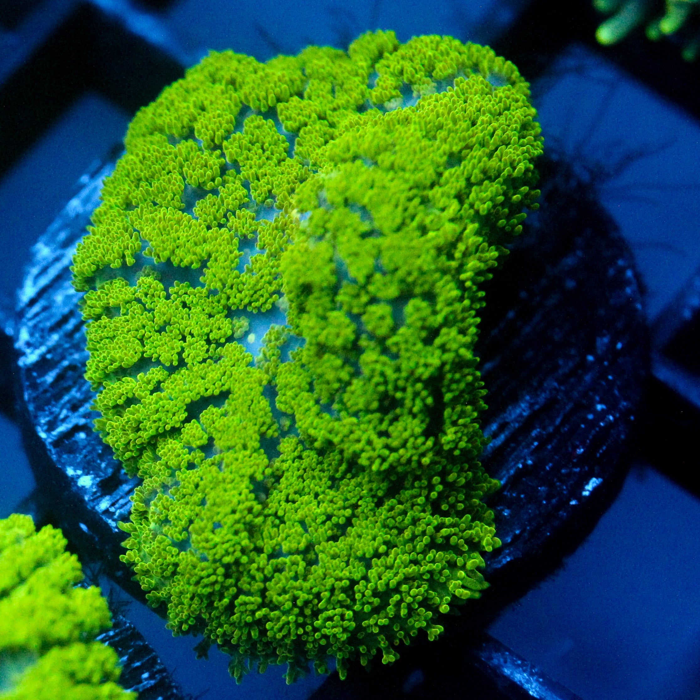 JC Neon Green Rhodactis
