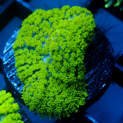 JC Neon Green Rhodactis