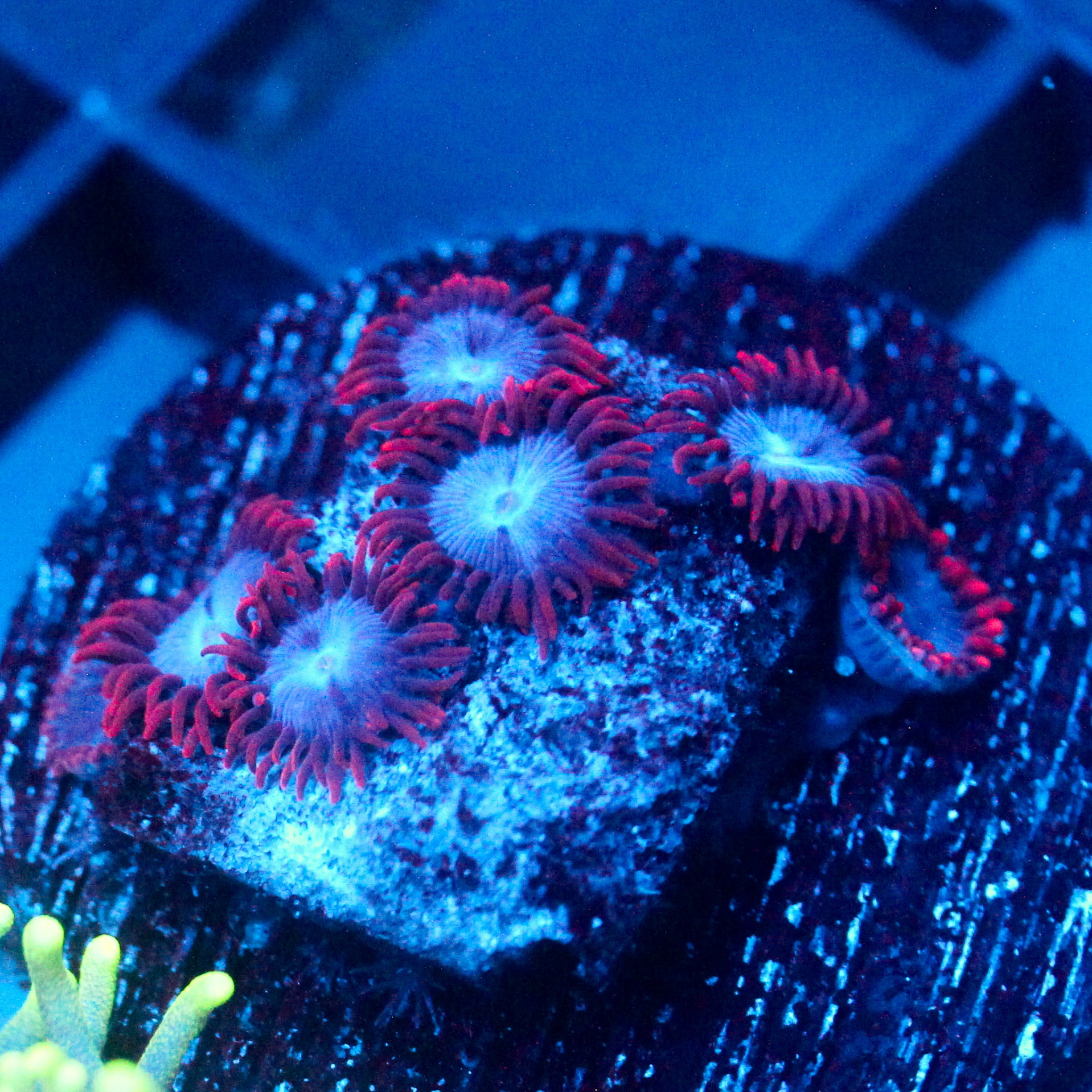 JC Nova Zoanthid