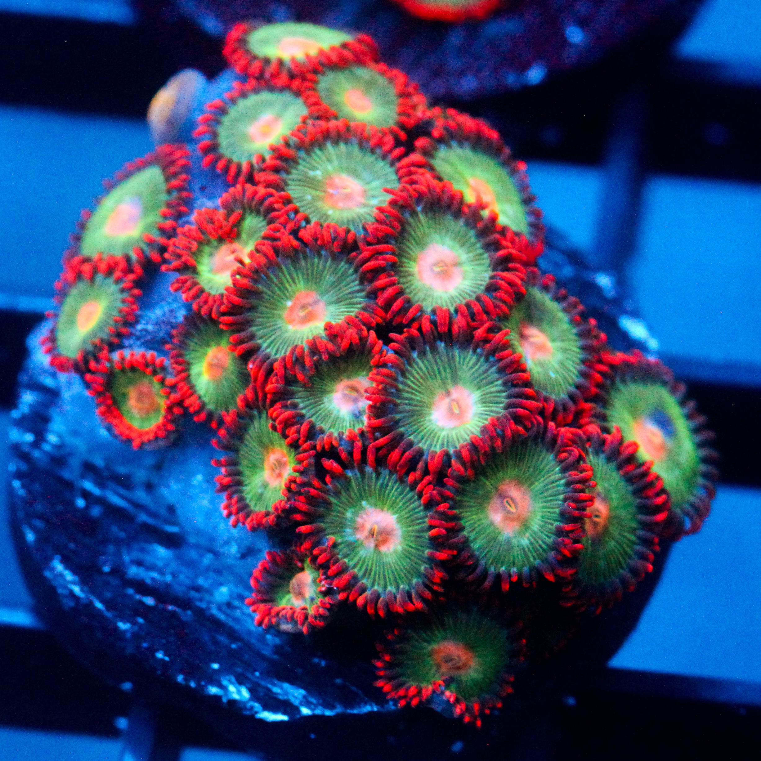 JC Gatorade Zoanthids