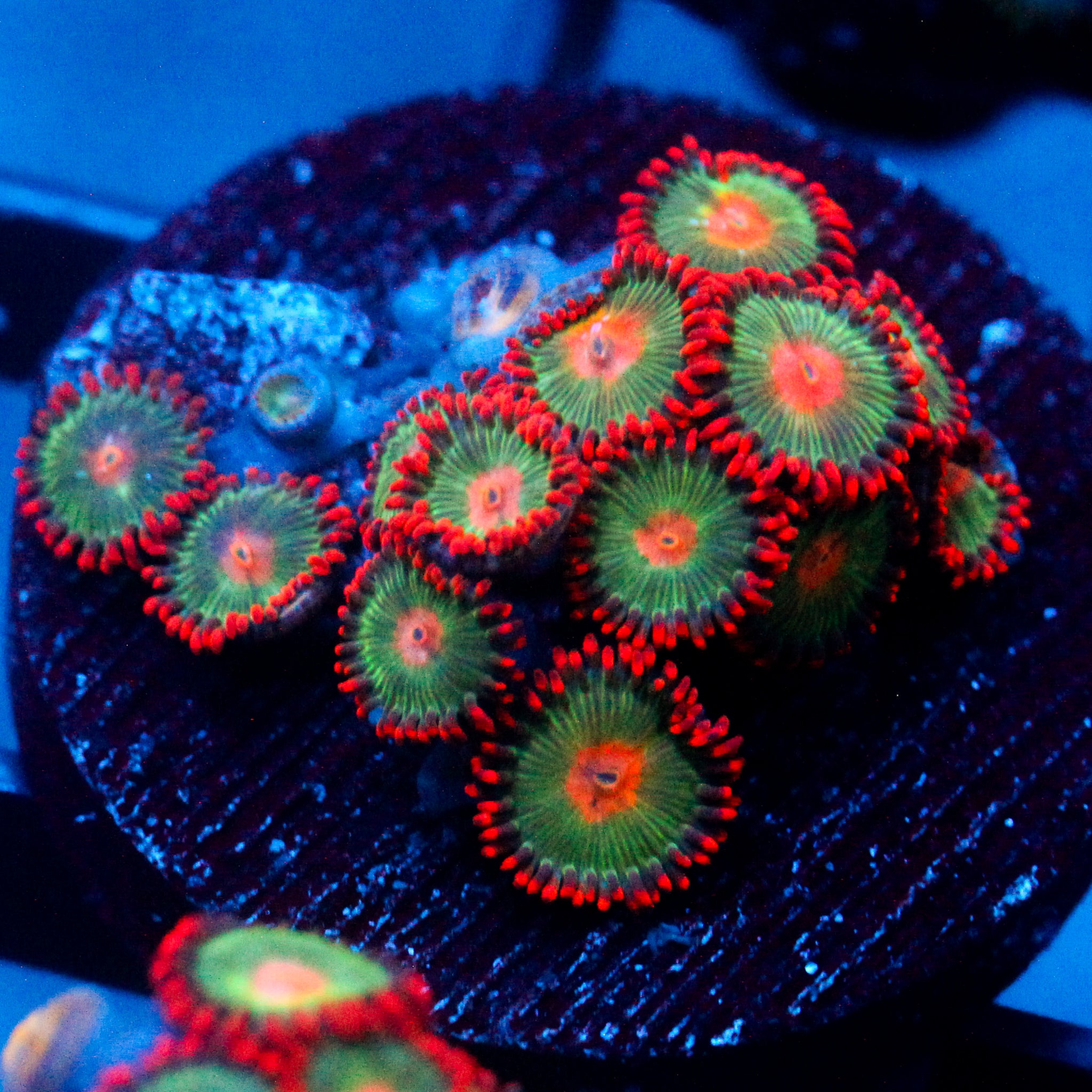 JC Gatorade Zoanthids