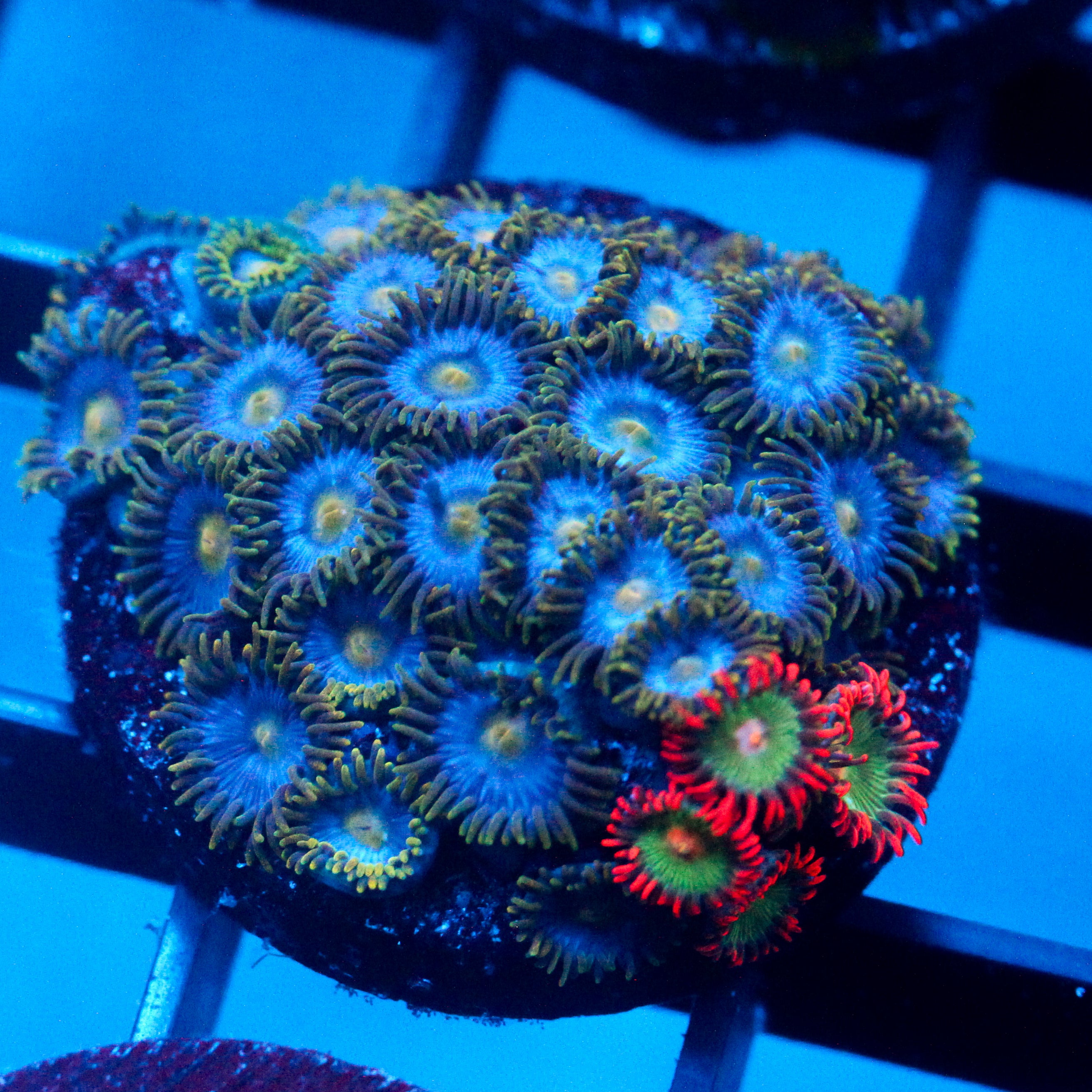JC Blue Beast Zoanthid
