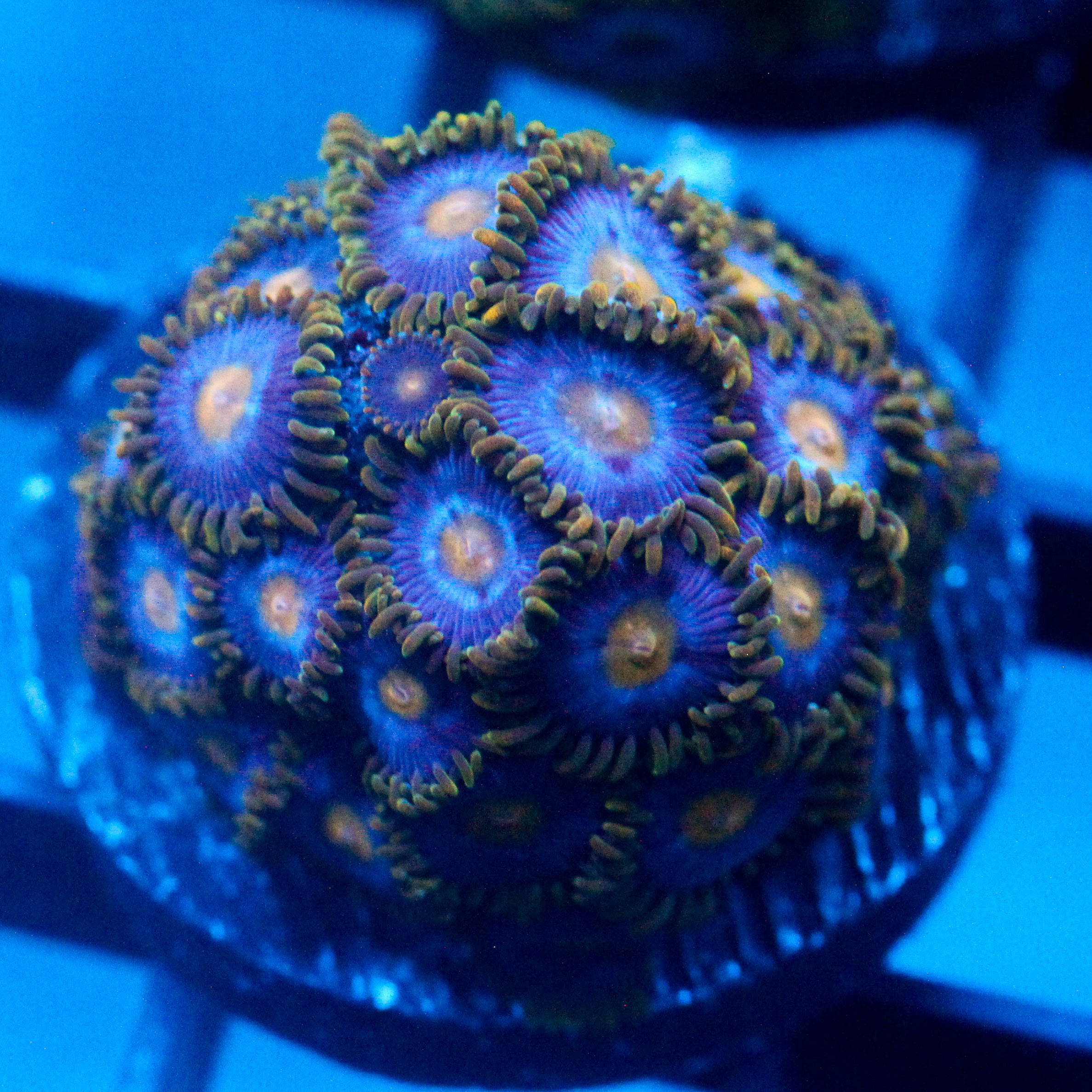 JC Blue Beast Zoanthid