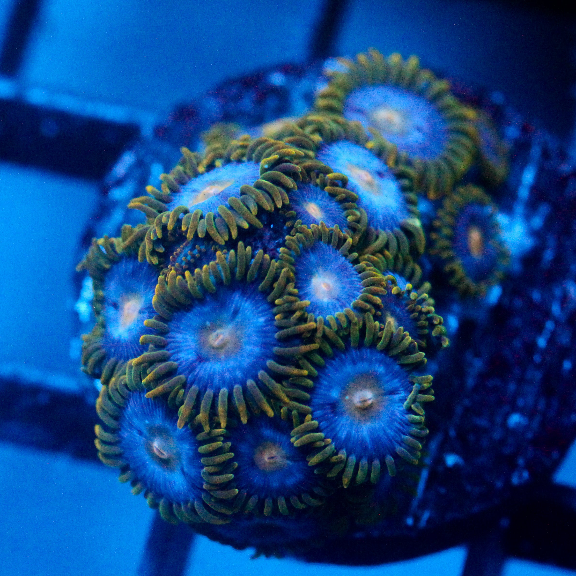 JC Blue Beast Zoanthid