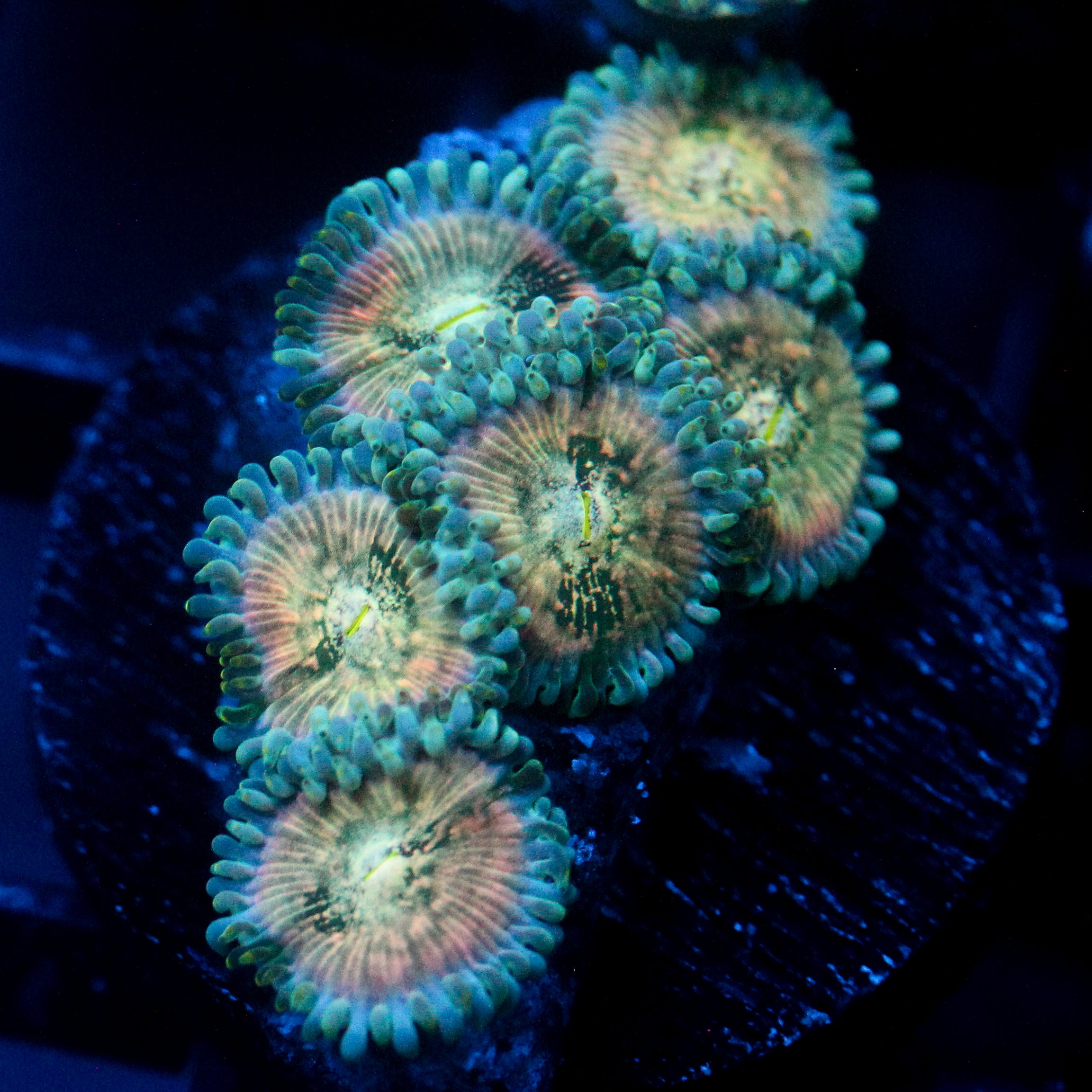 JC Hawaiian Ding Dang Zoanthid