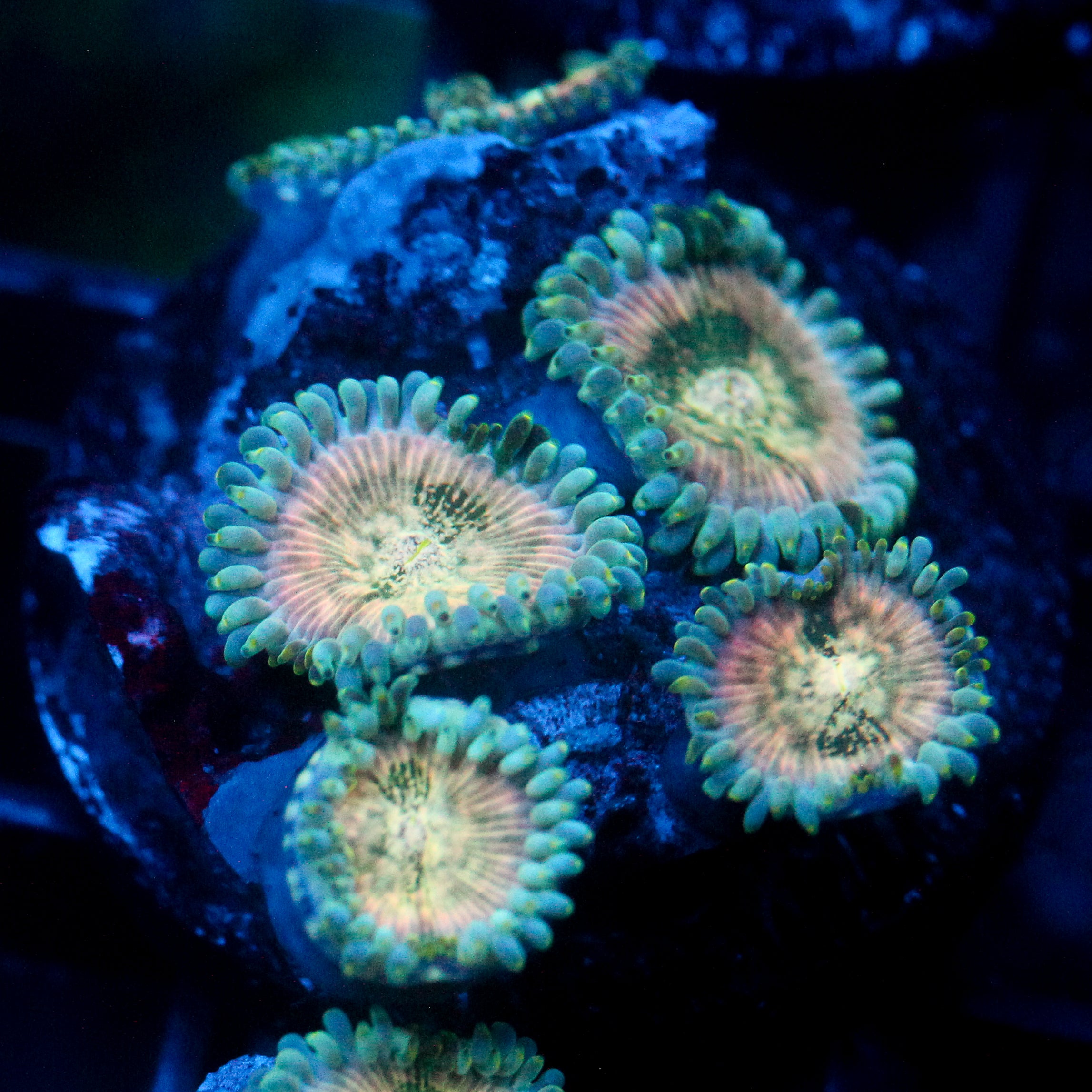 JC Hawaiian Ding Dang Zoanthid