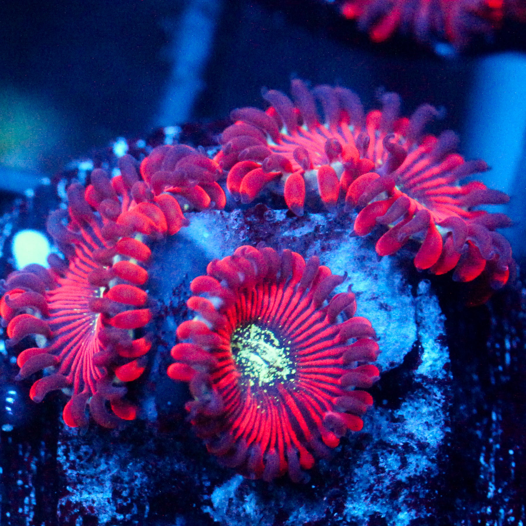 JC Magician's Zoanthid