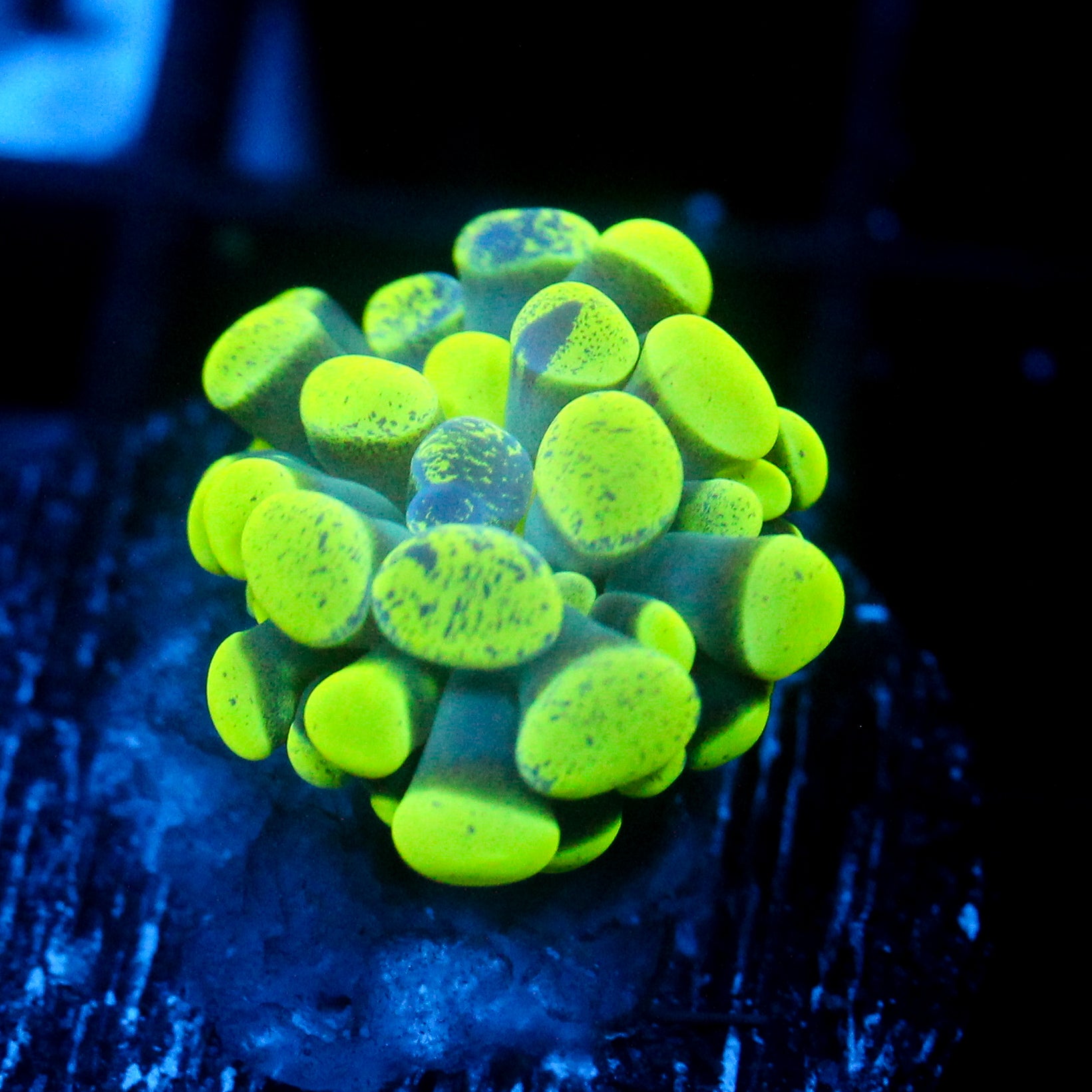 JC Neon Splatter Hammer