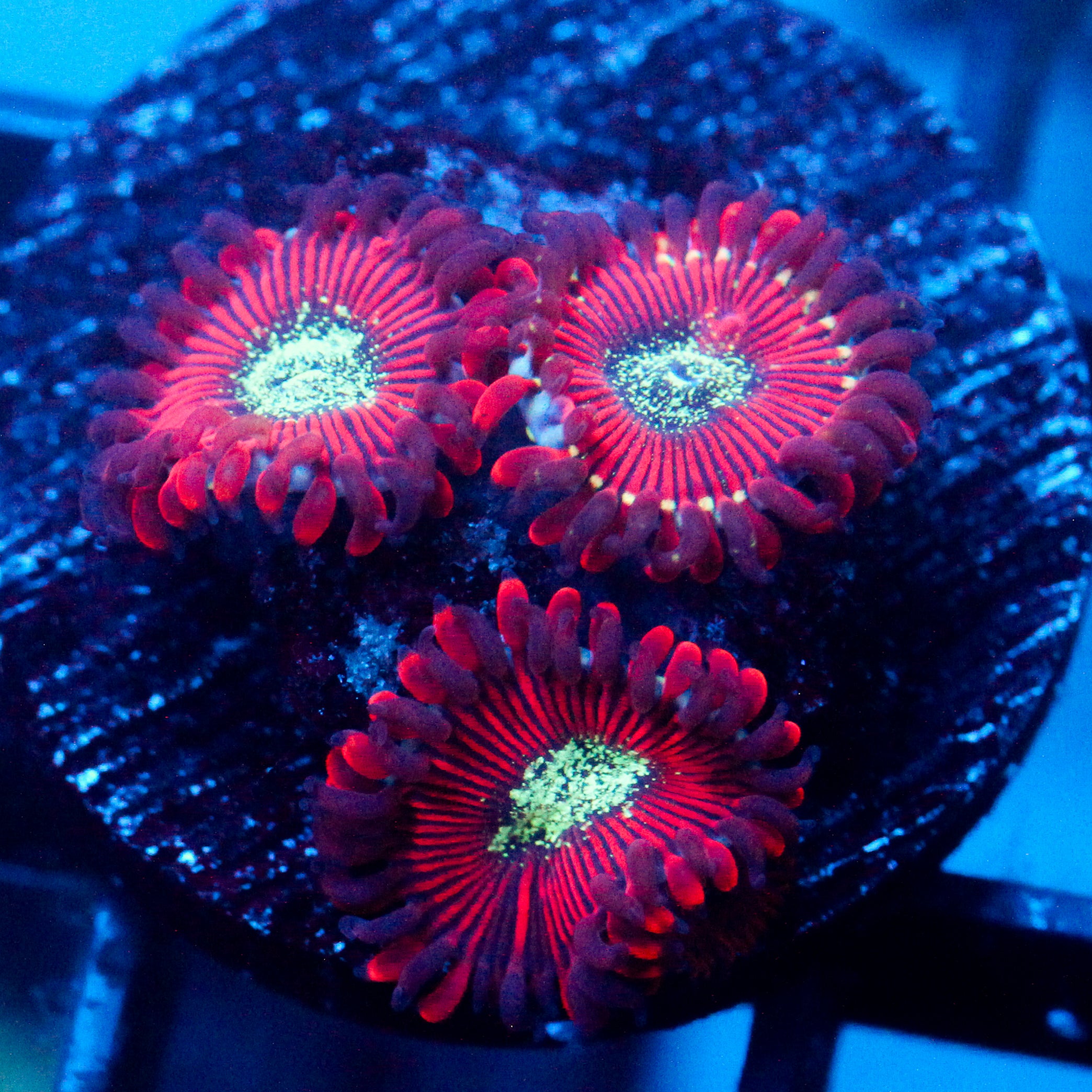 JC Magician's Zoanthid