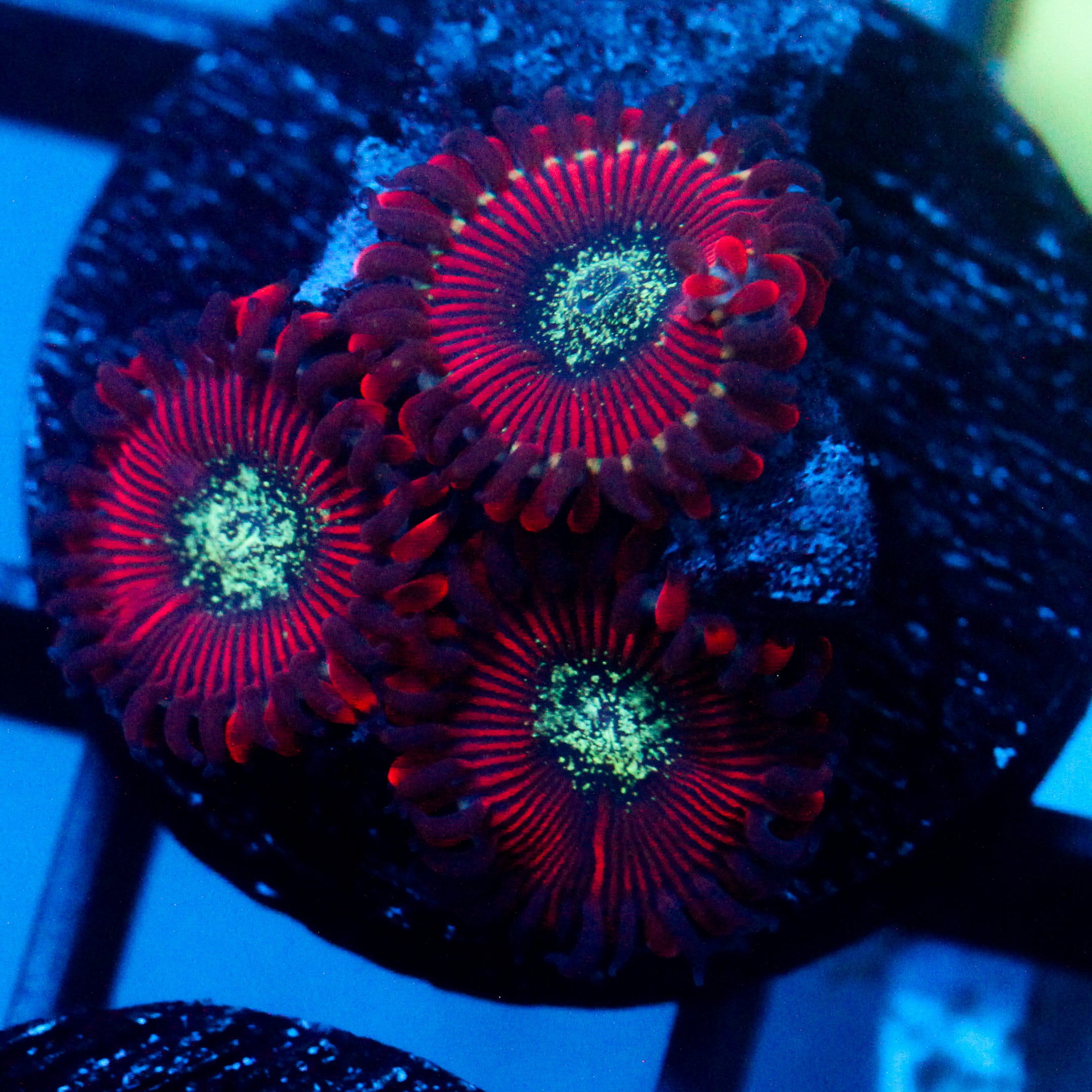 JC Magician's Zoanthid
