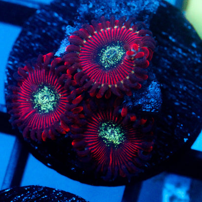 JC Magician's Zoanthid