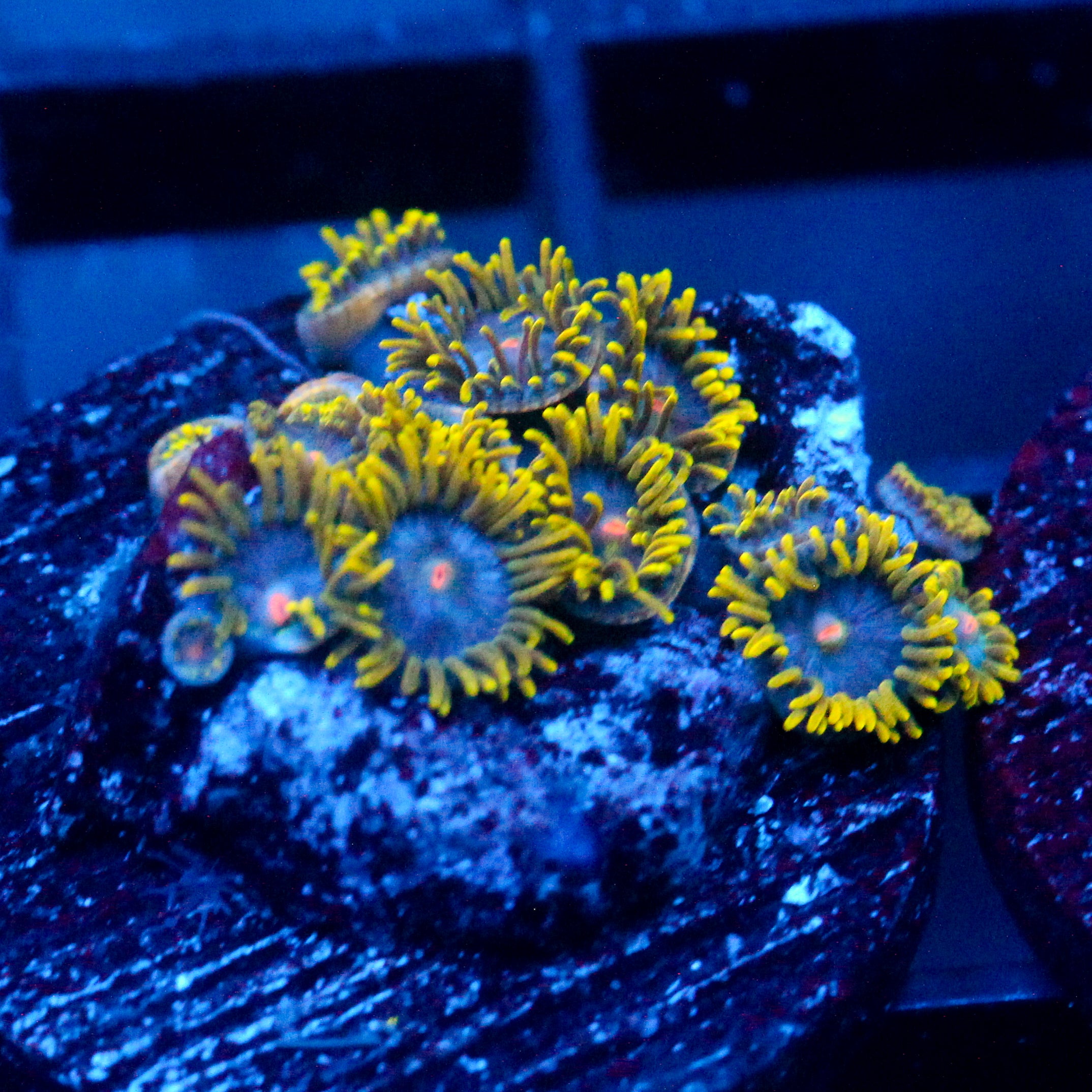 JC Blue Crawler Zoanthid