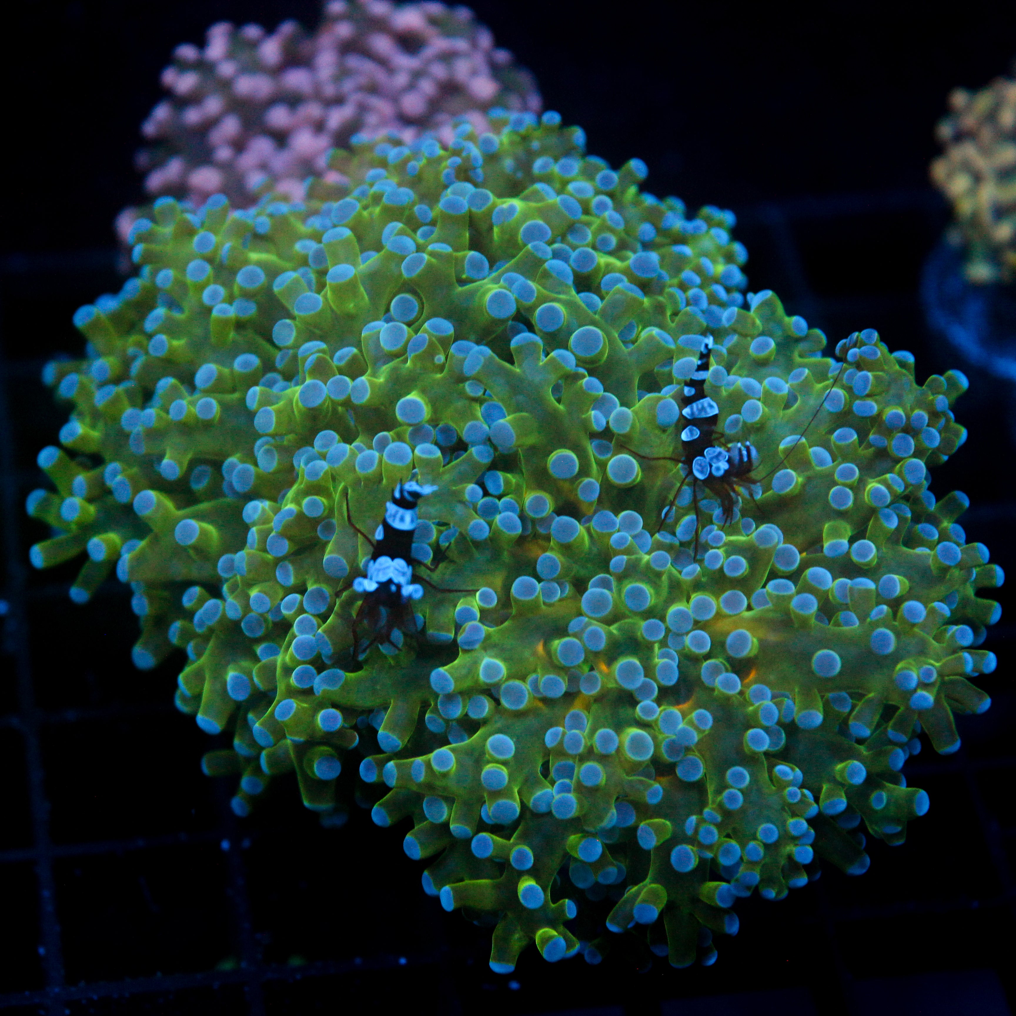 JC XL Hulk Buster Frogspawn
