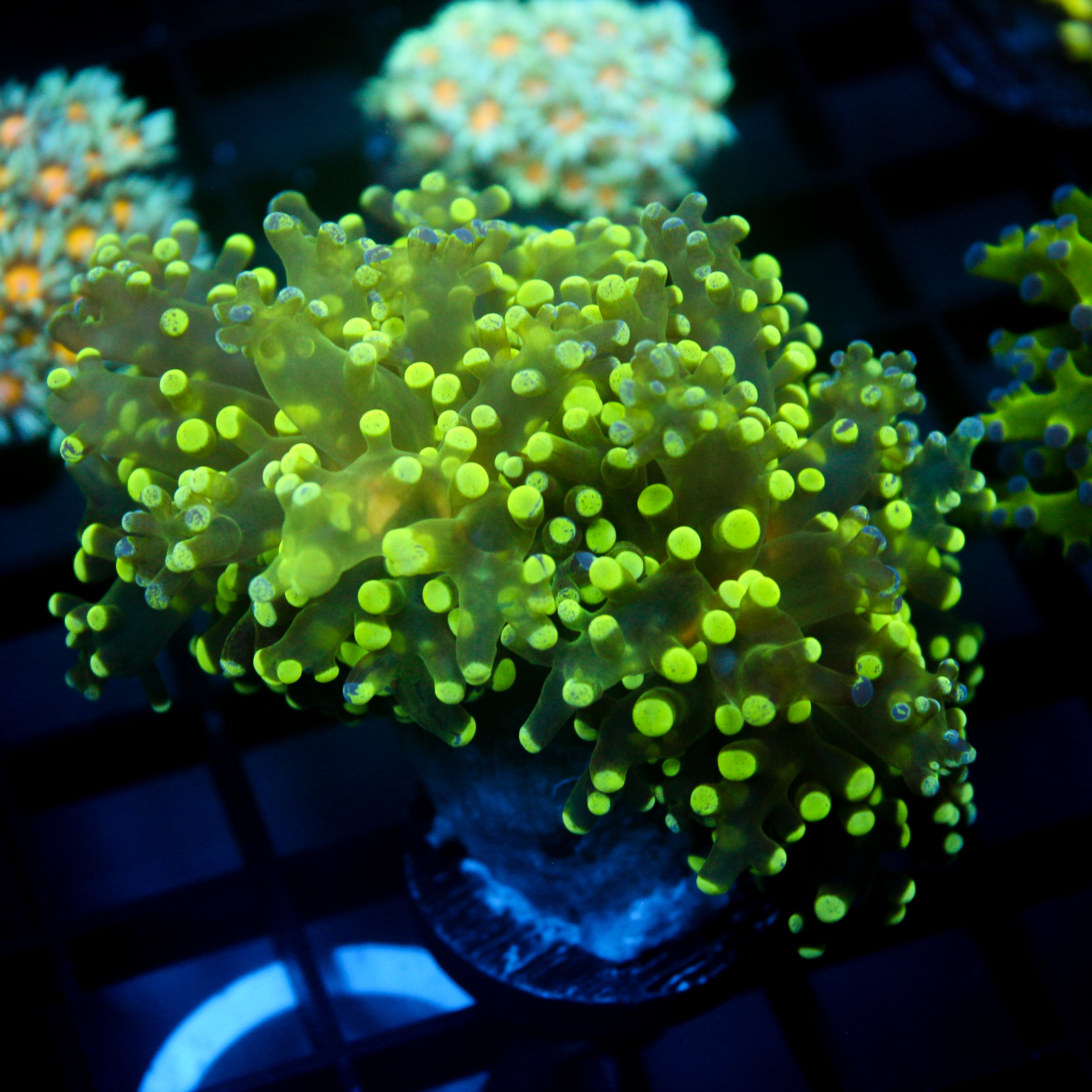 JC Splatter Frogspawn
