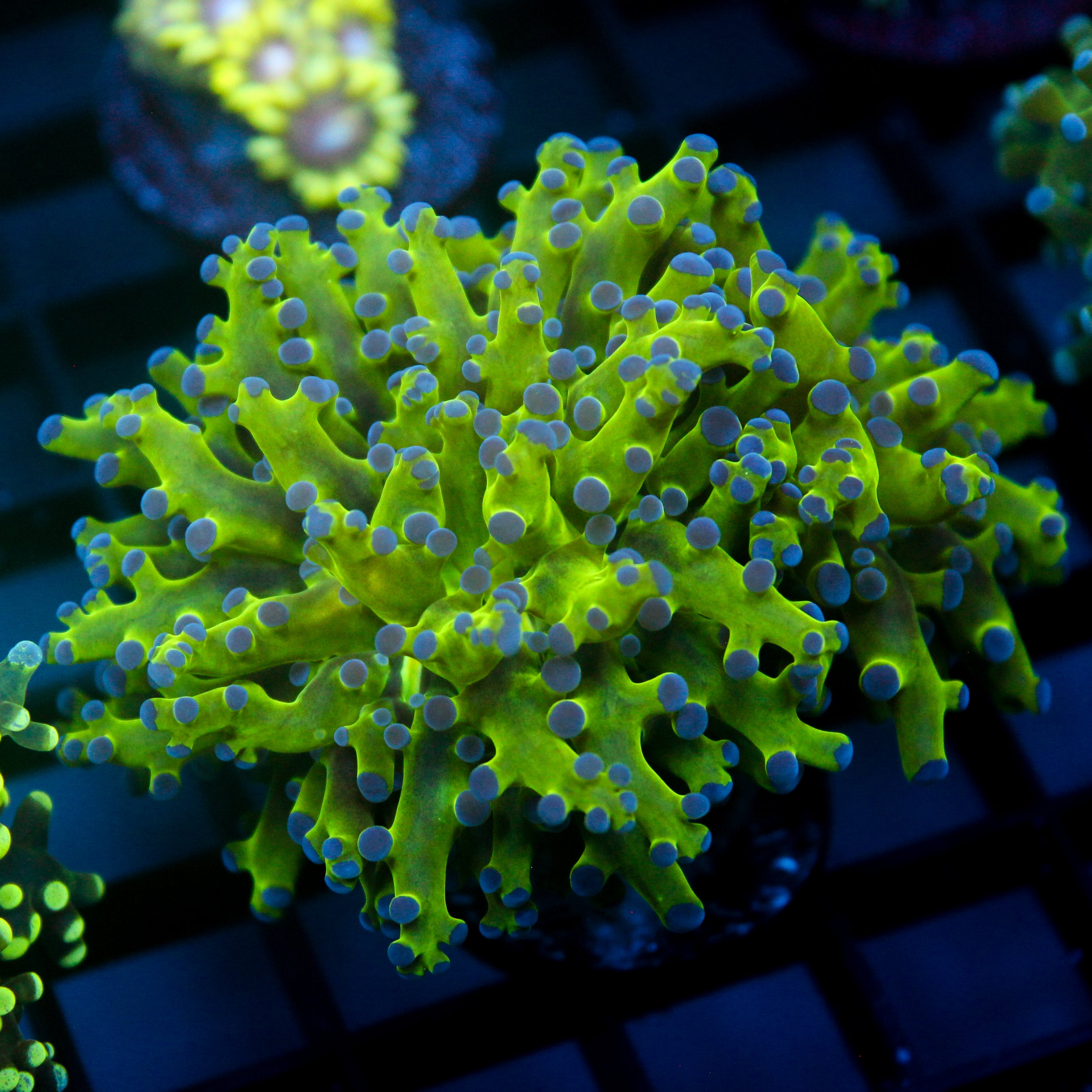 JC Hulk Frogspawn