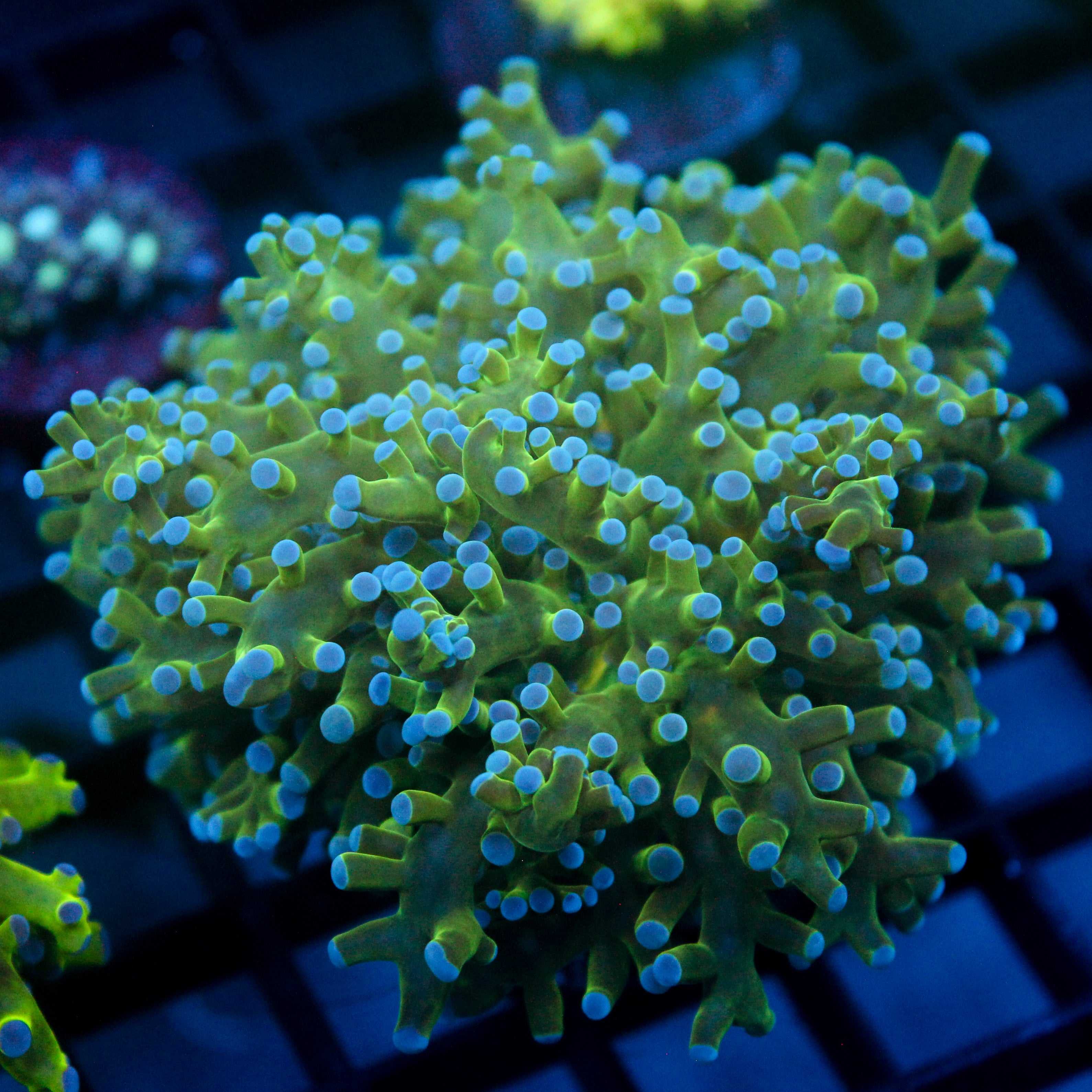 JC Hulk Buster Frogspawn