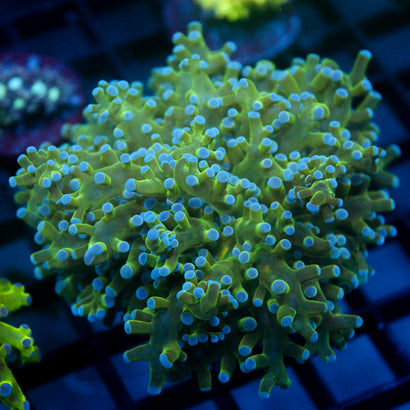 JC Hulk Buster Frogspawn