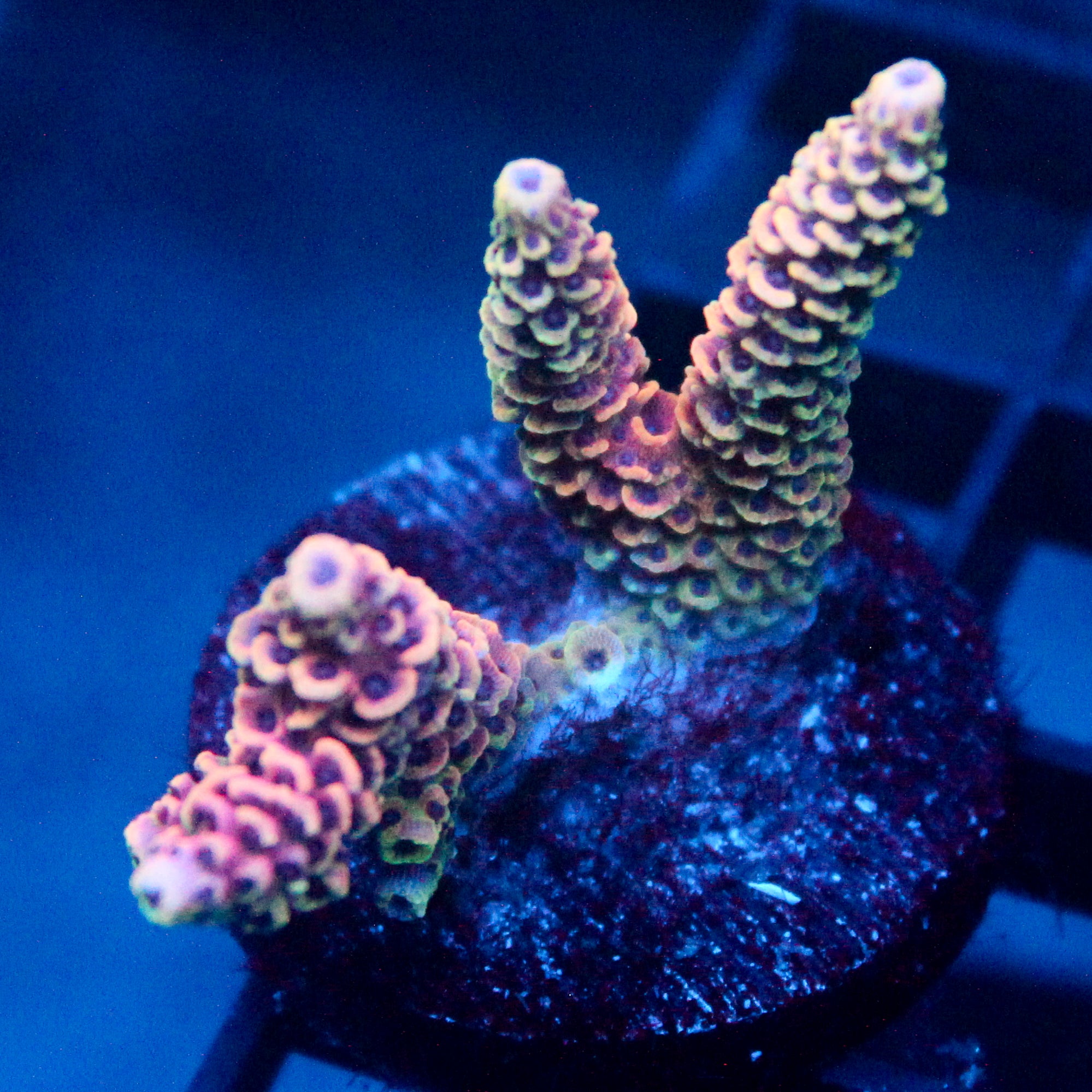 JC Pink Shifter Acro