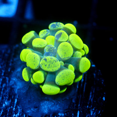 JC Neon Splatter Hammer