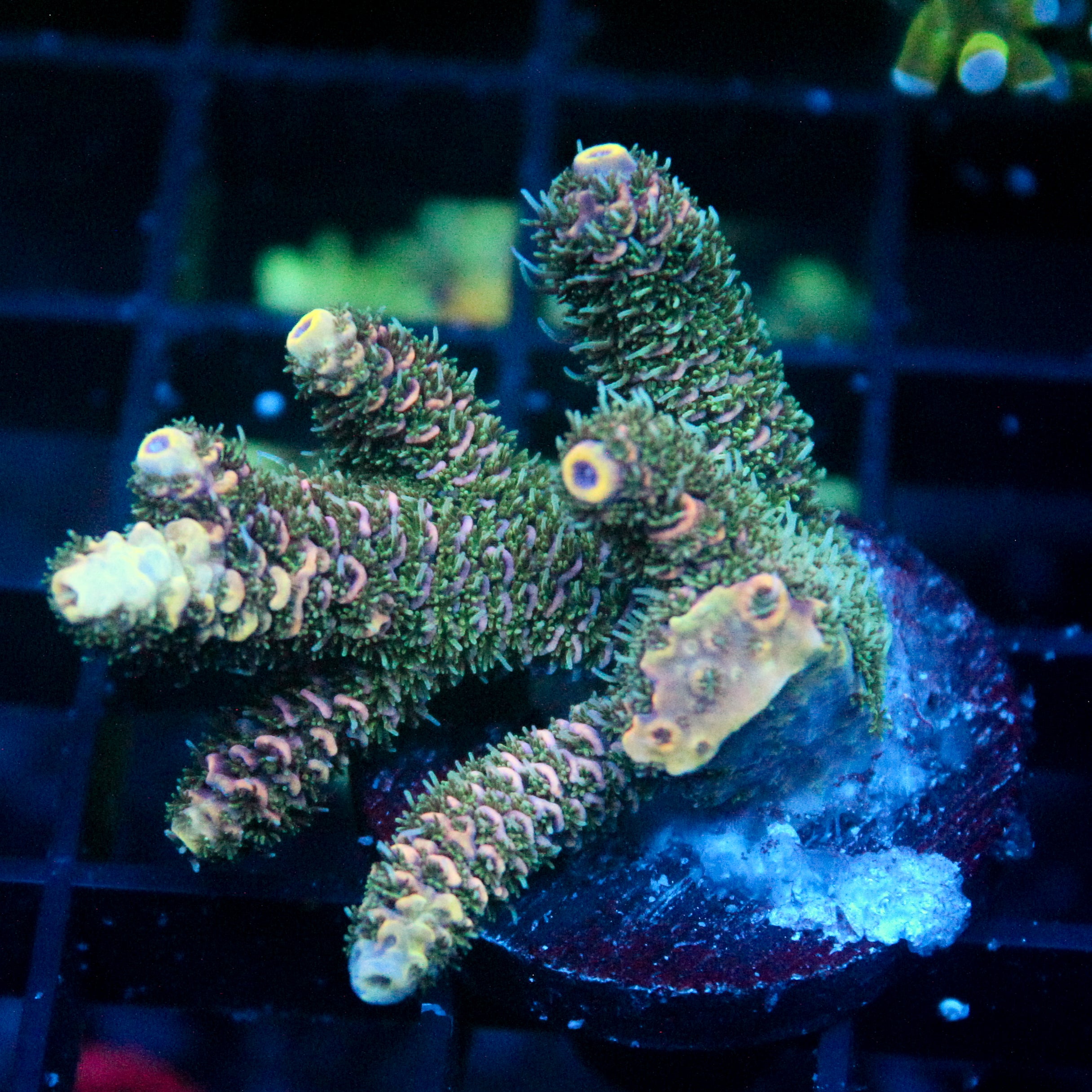 JC Enchantress Acro