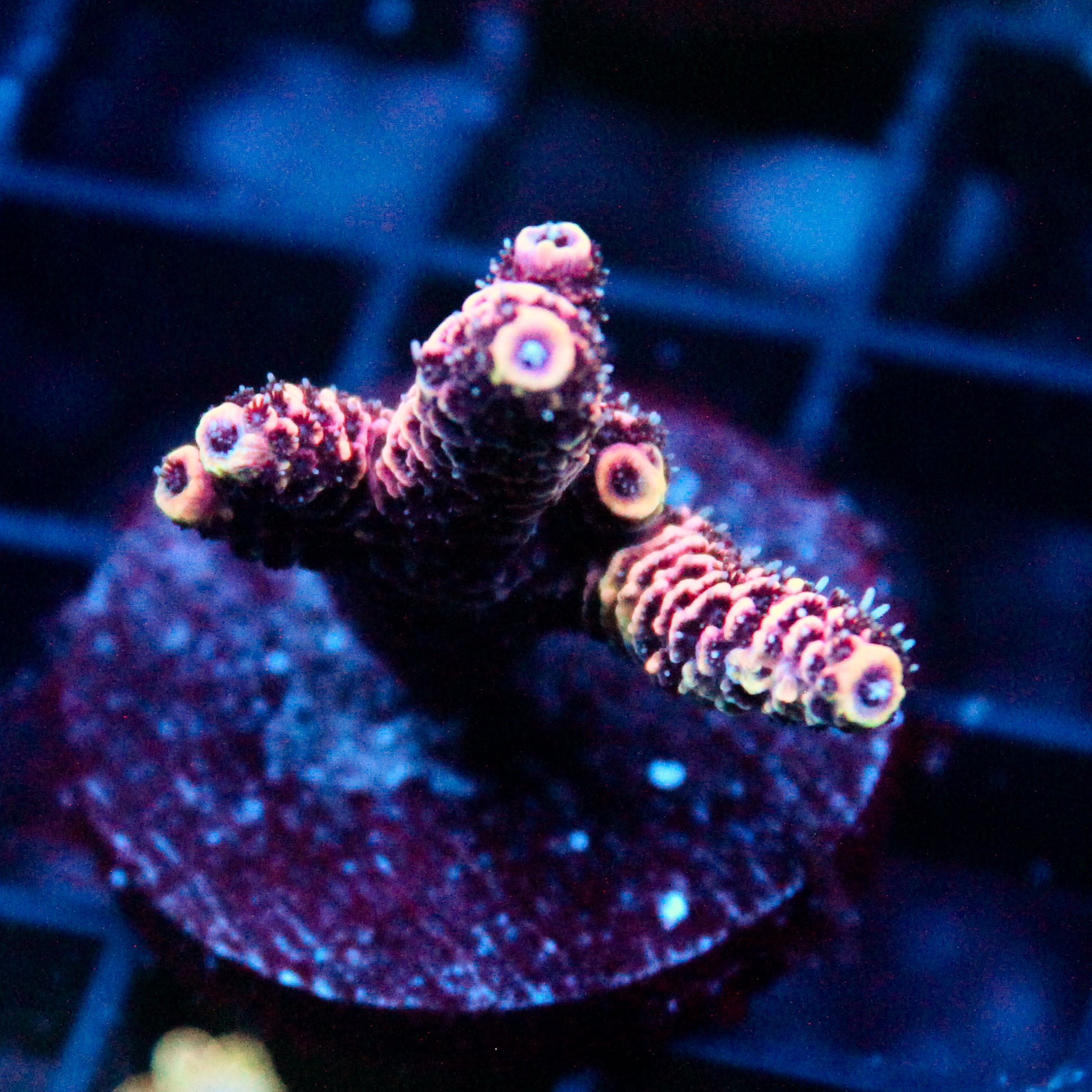 JC Pink Flamingo Acro