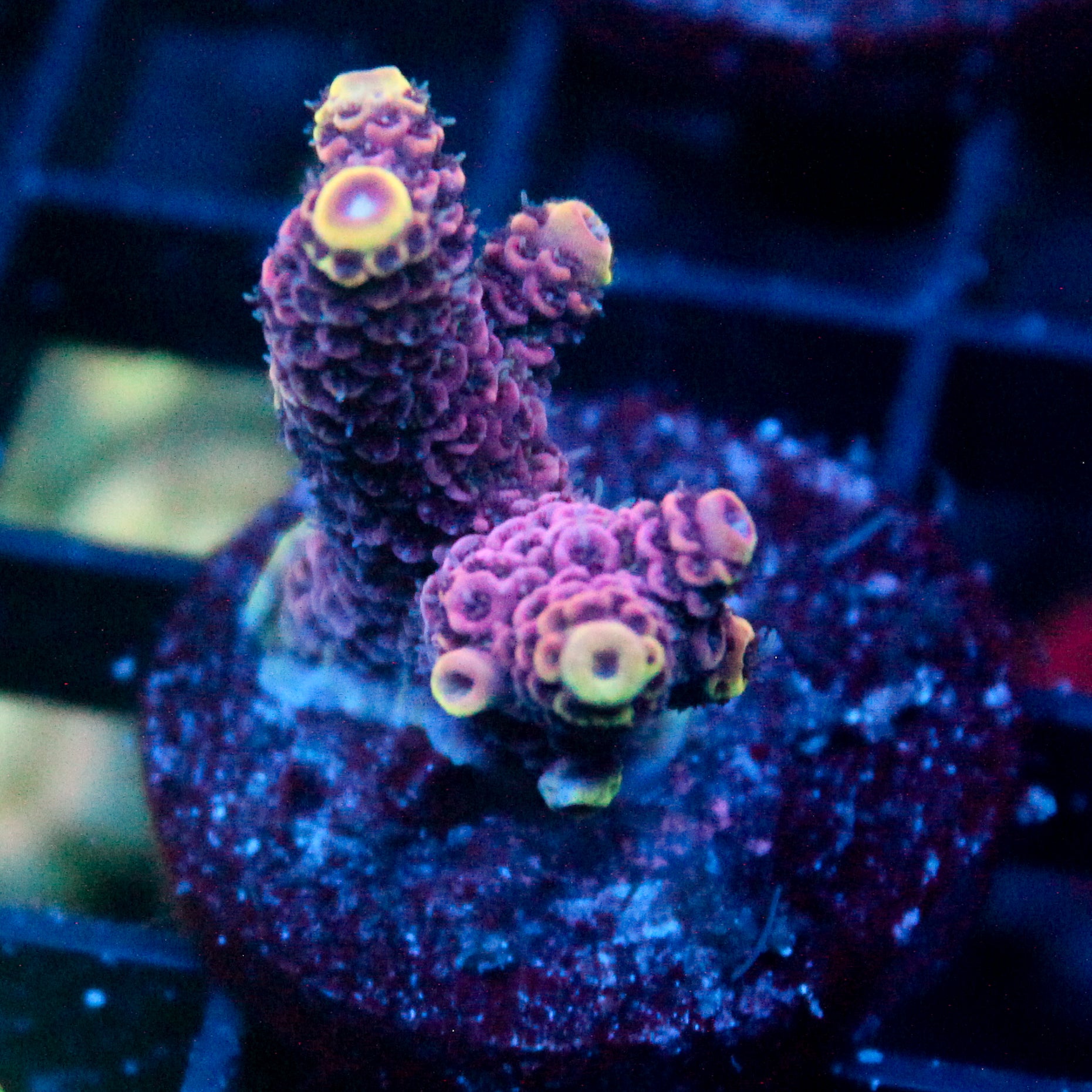 JC Hyacinth Acro