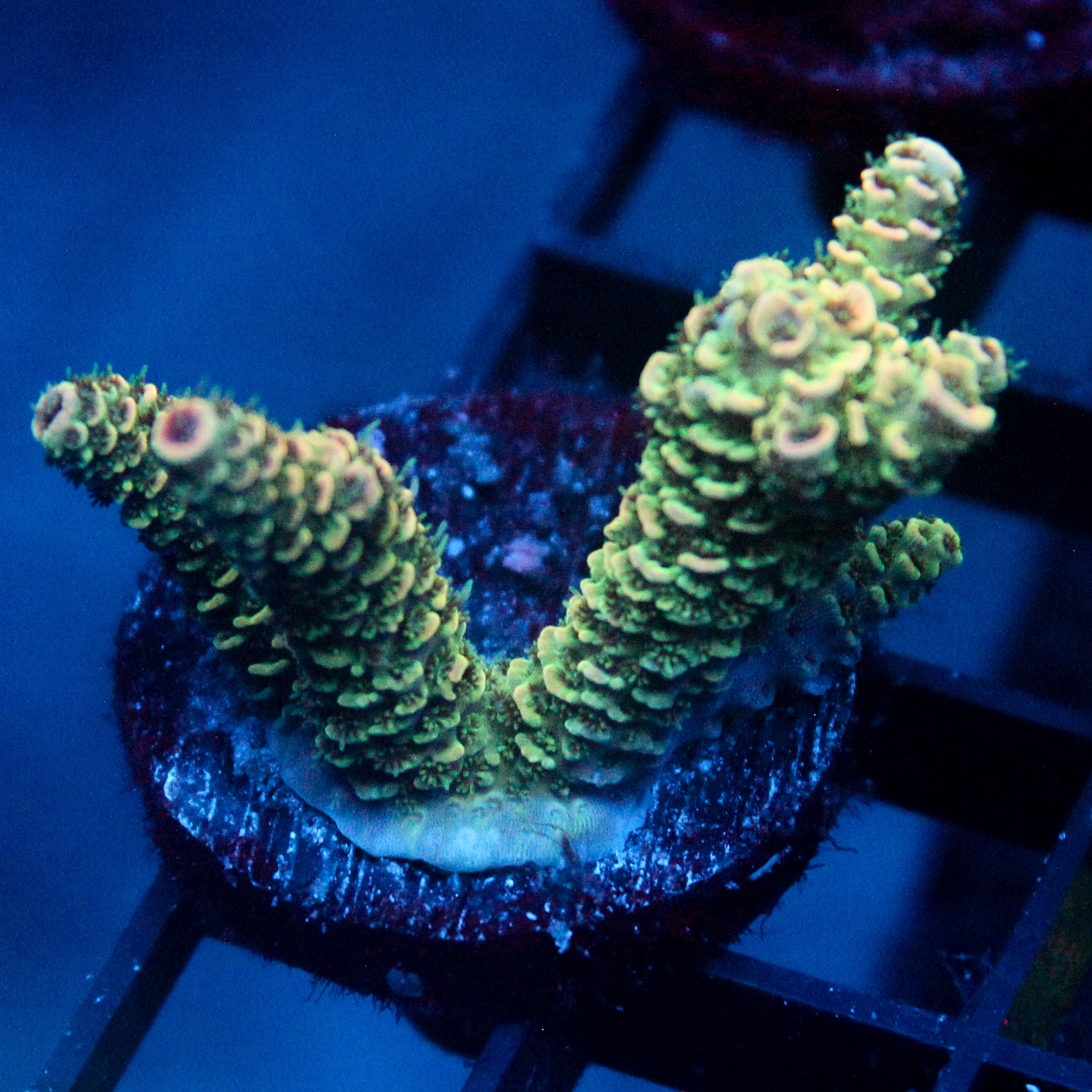 JC Green Demon Acro