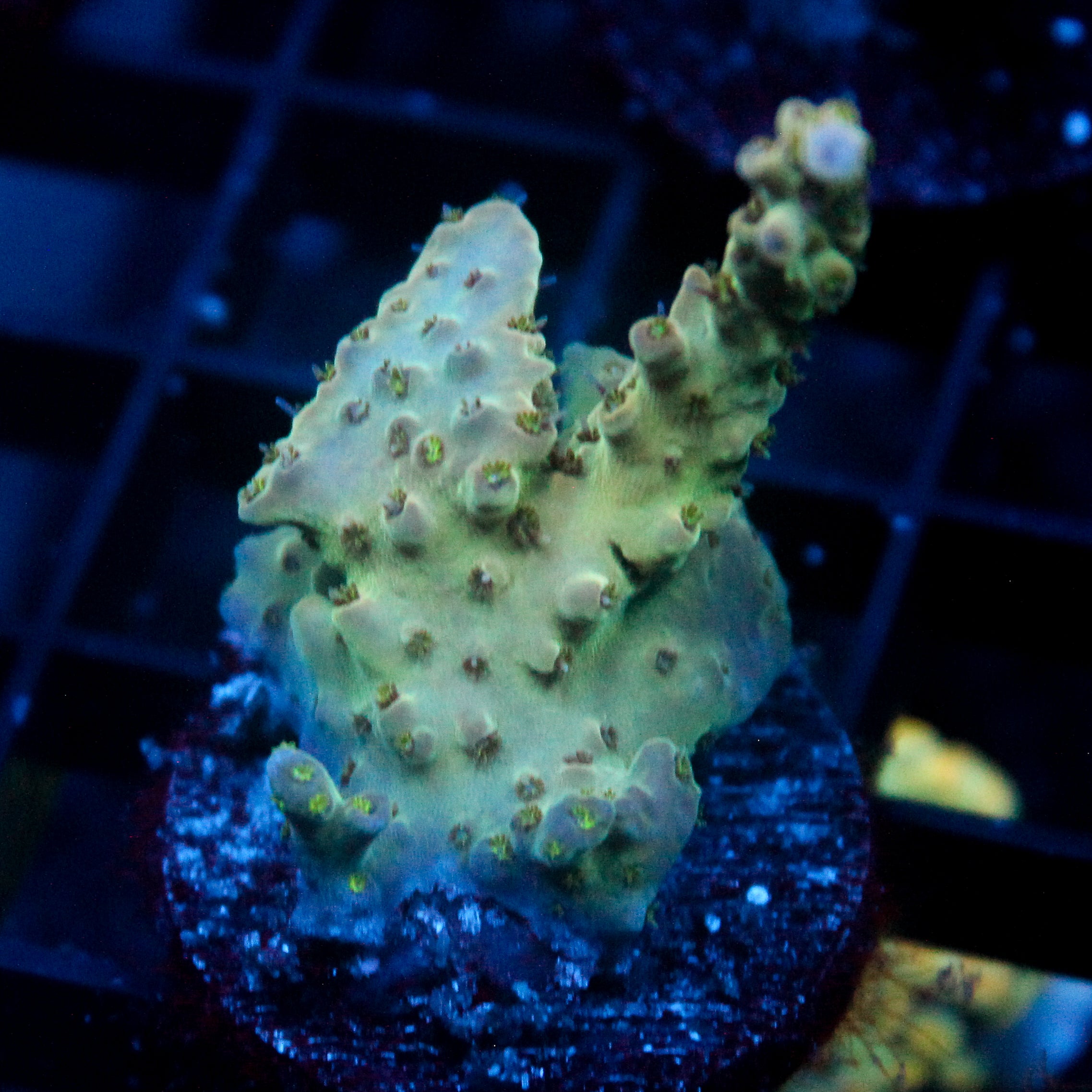 JC Frankenstein s monster Acro