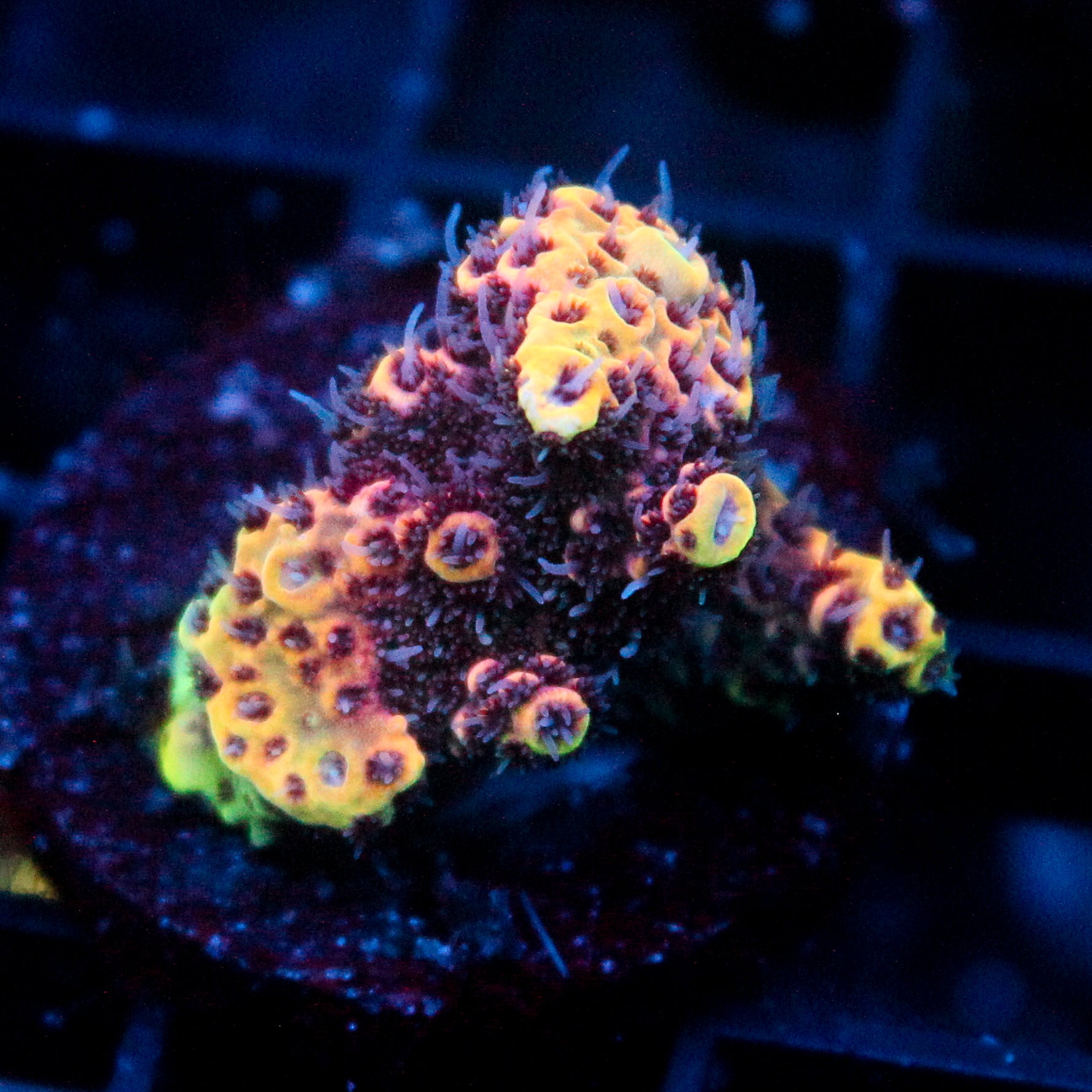 JC Pink Nova Acro
