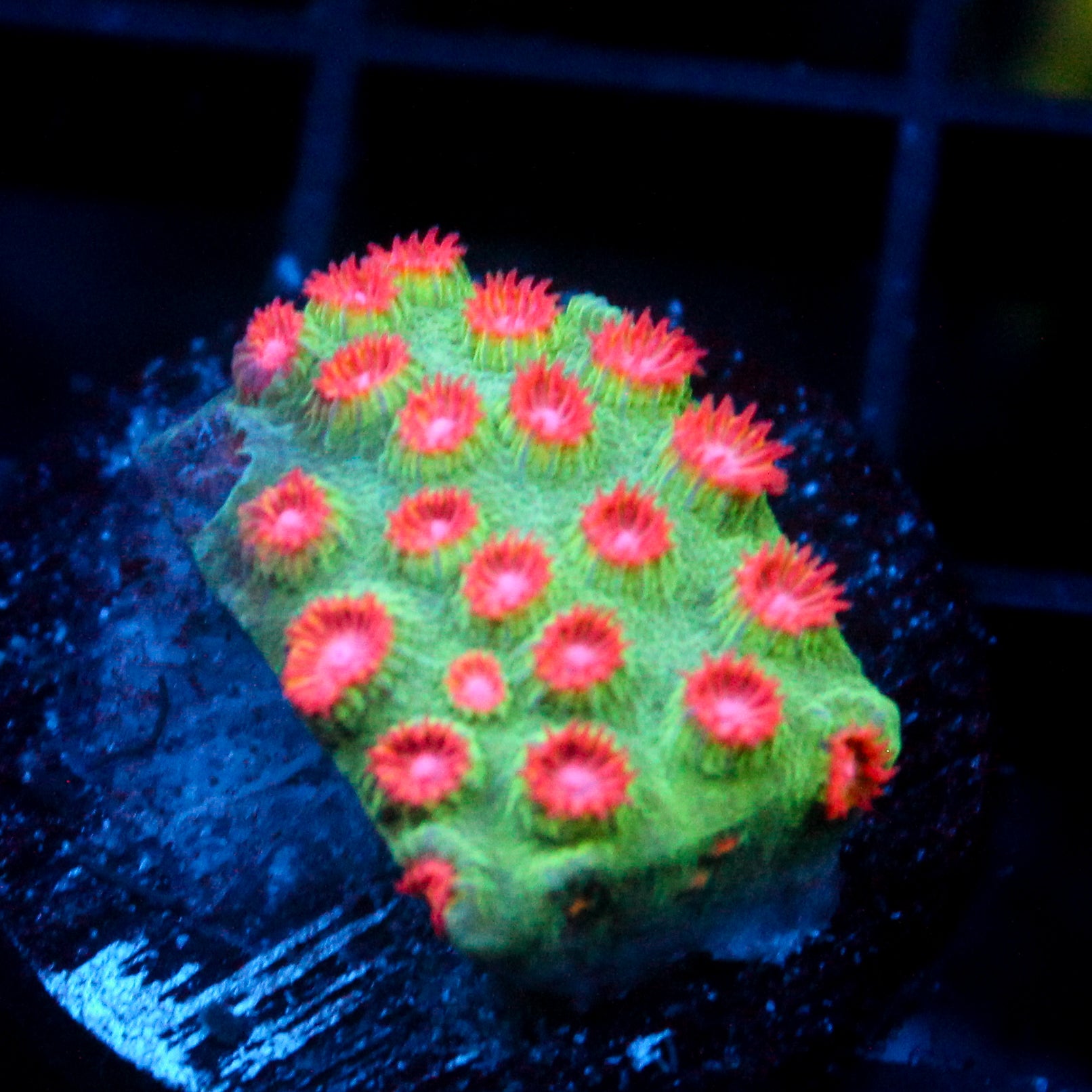 JC Evil Swarm Cyphastrea