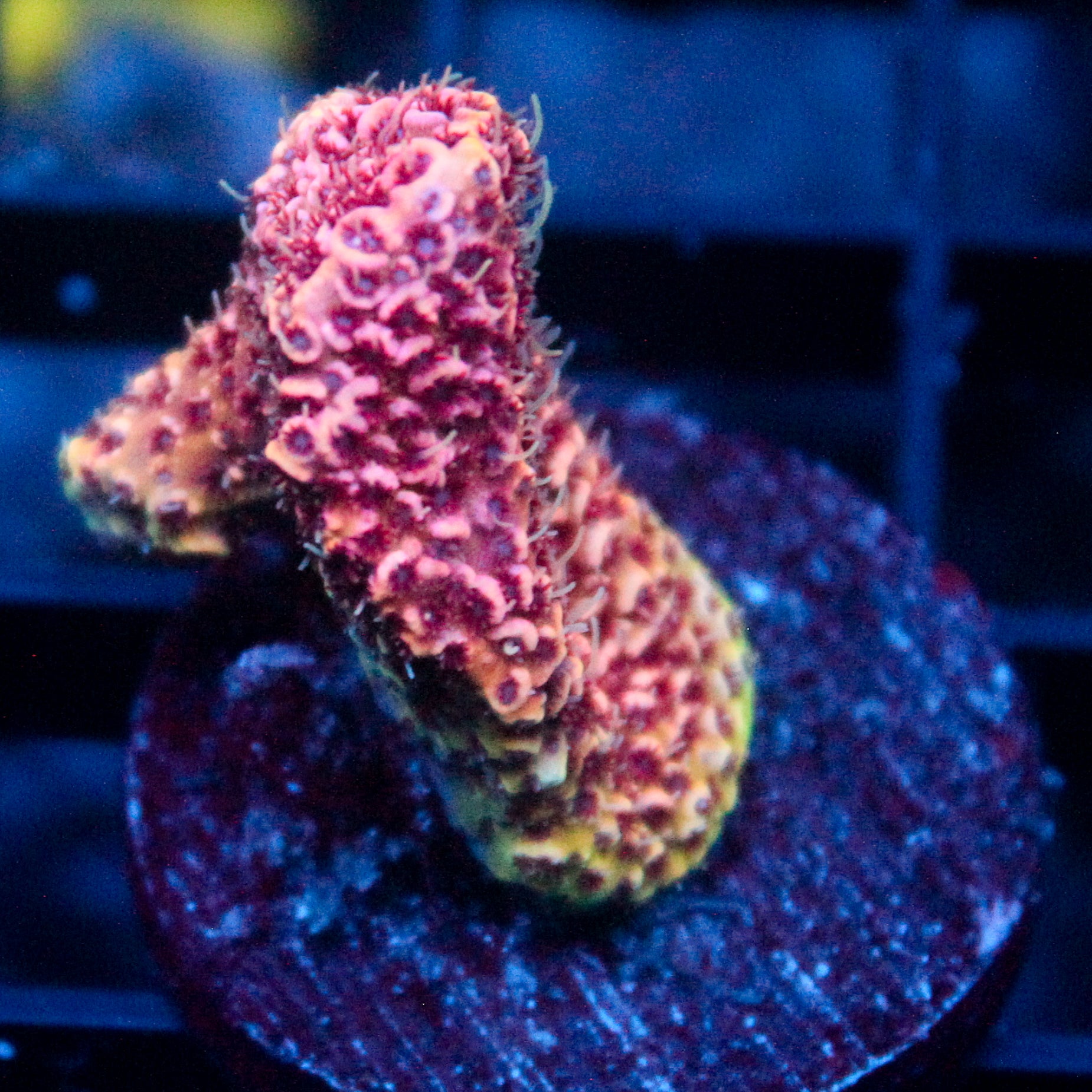 JC Strawberry Lemonade Acro