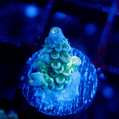 JC Iceberg