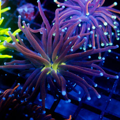 shopify auction