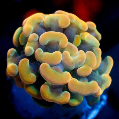 JC Rainbow Gold Hammer