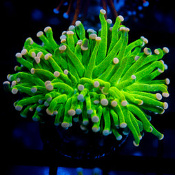 Biota Yellow Tang 2-2.25"
