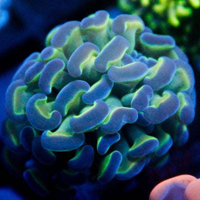 JC Ultra Hologram Hammer V1