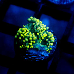 Biota Yellow Tang 2-2.25"