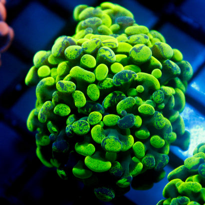 JC Ultra Splatter Hammer