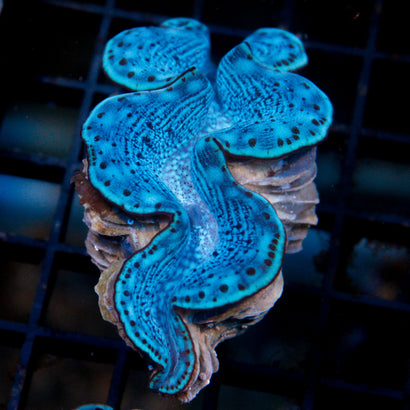 Ultra Grade Maxima Clam